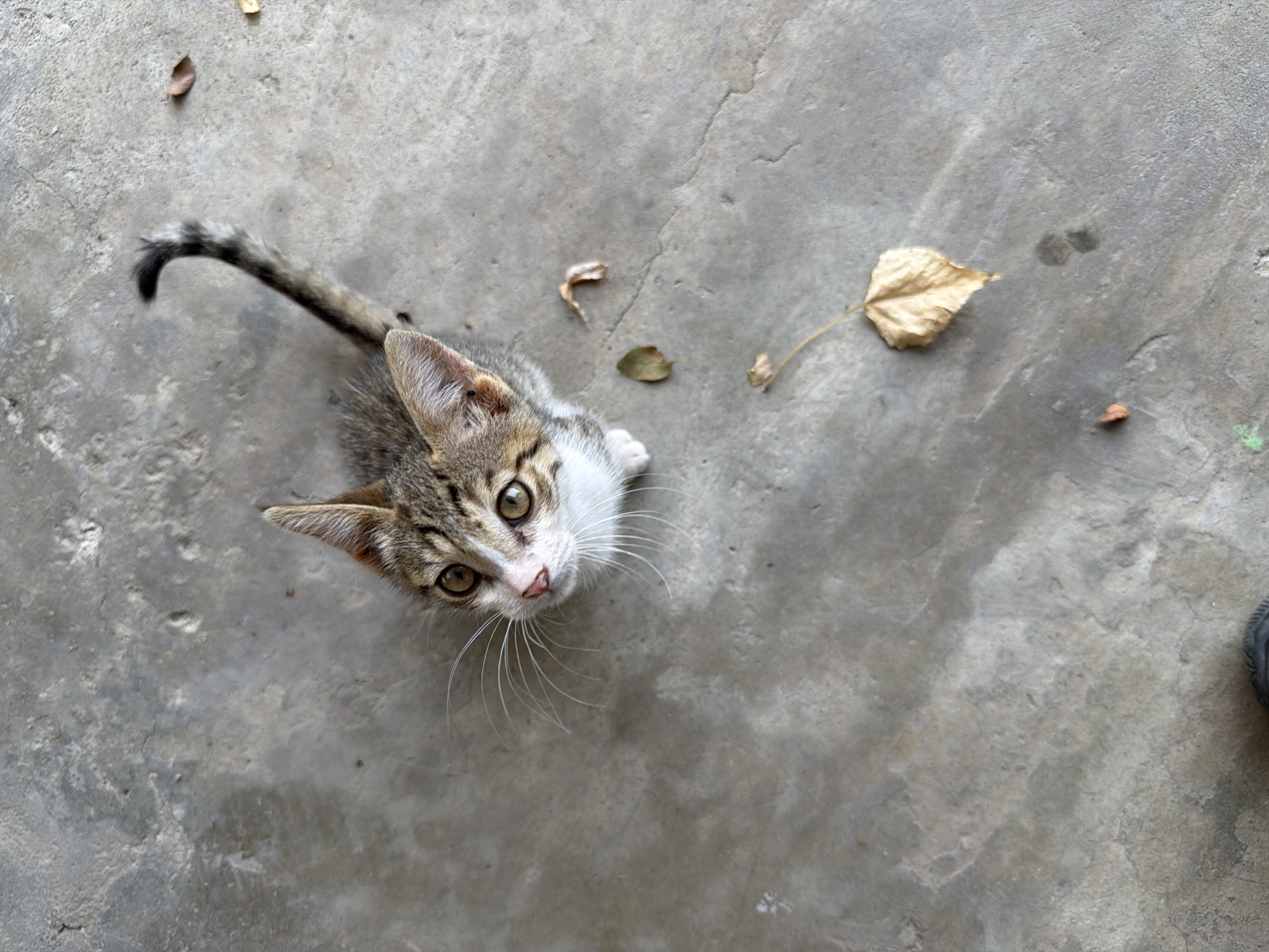 A tabby kitten with white markings on its chest and face, and large, alert ears, is looking upwards from a concrete surface. The kitten's tail is raised and curled. Scattered on the concrete are a few dry, fallen leaves. The ground appears wet in some areas. The scene is set outdoors, likely in an urban or suburban environment, possibly within the city of Balakənd, Azerbaijan, given the context.