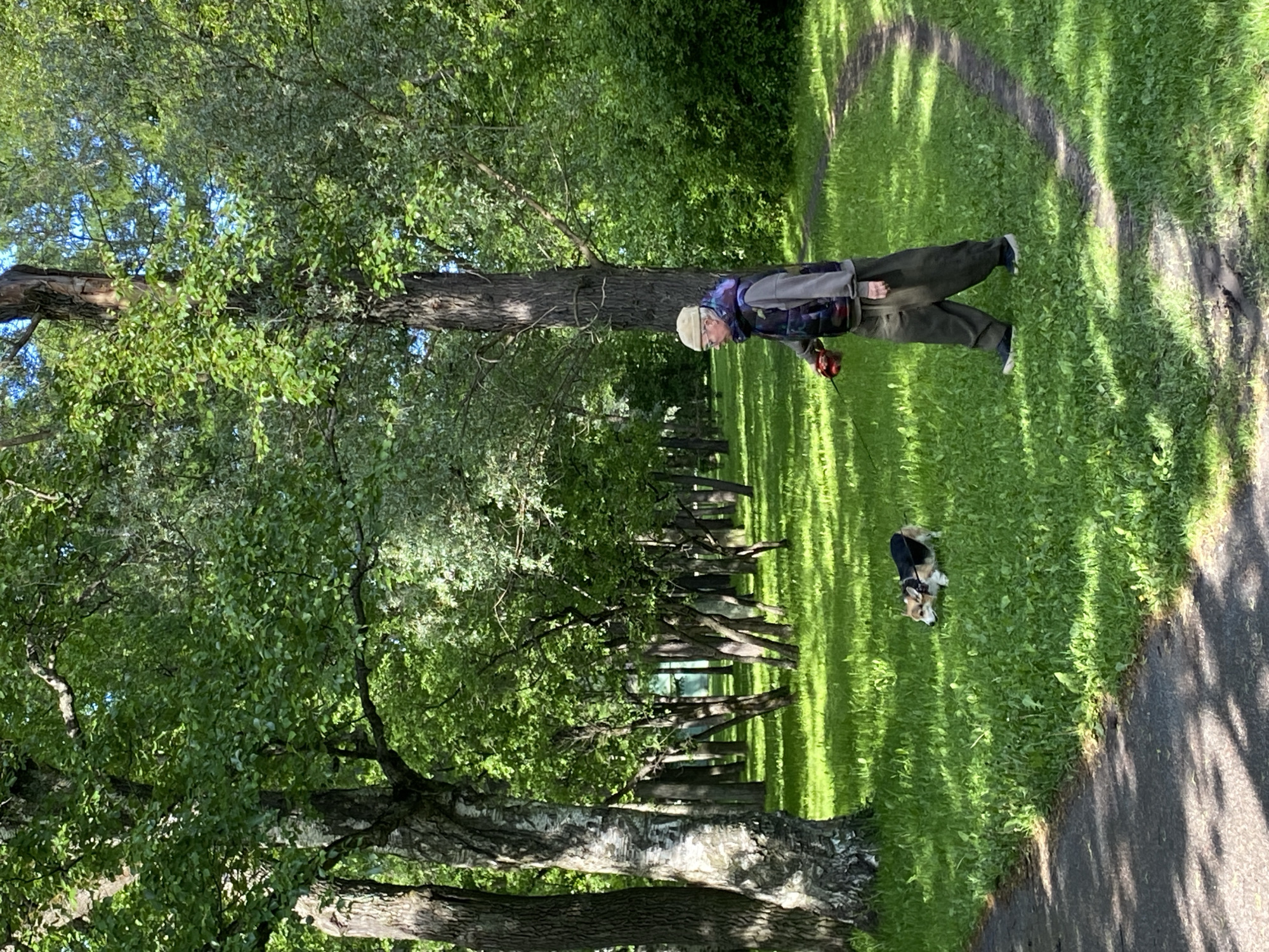 The image depicts a scene in a park, possibly in Saint Petersburg, Russia, given the presence of lush greenery and a path typical of park settings. An elderly person is walking on a grass path with a small dog nearby. The person is dressed in casual clothing, which includes a jacket, and is holding what appears to be a leash. The dog is small and has short legs. A tree trunk is situated next to the elderly person. The environment consists of trees with foliage and a pathway. The grass is green and appears well-maintained. The scene indicates a casual interaction between a person and their pet in a park setting.