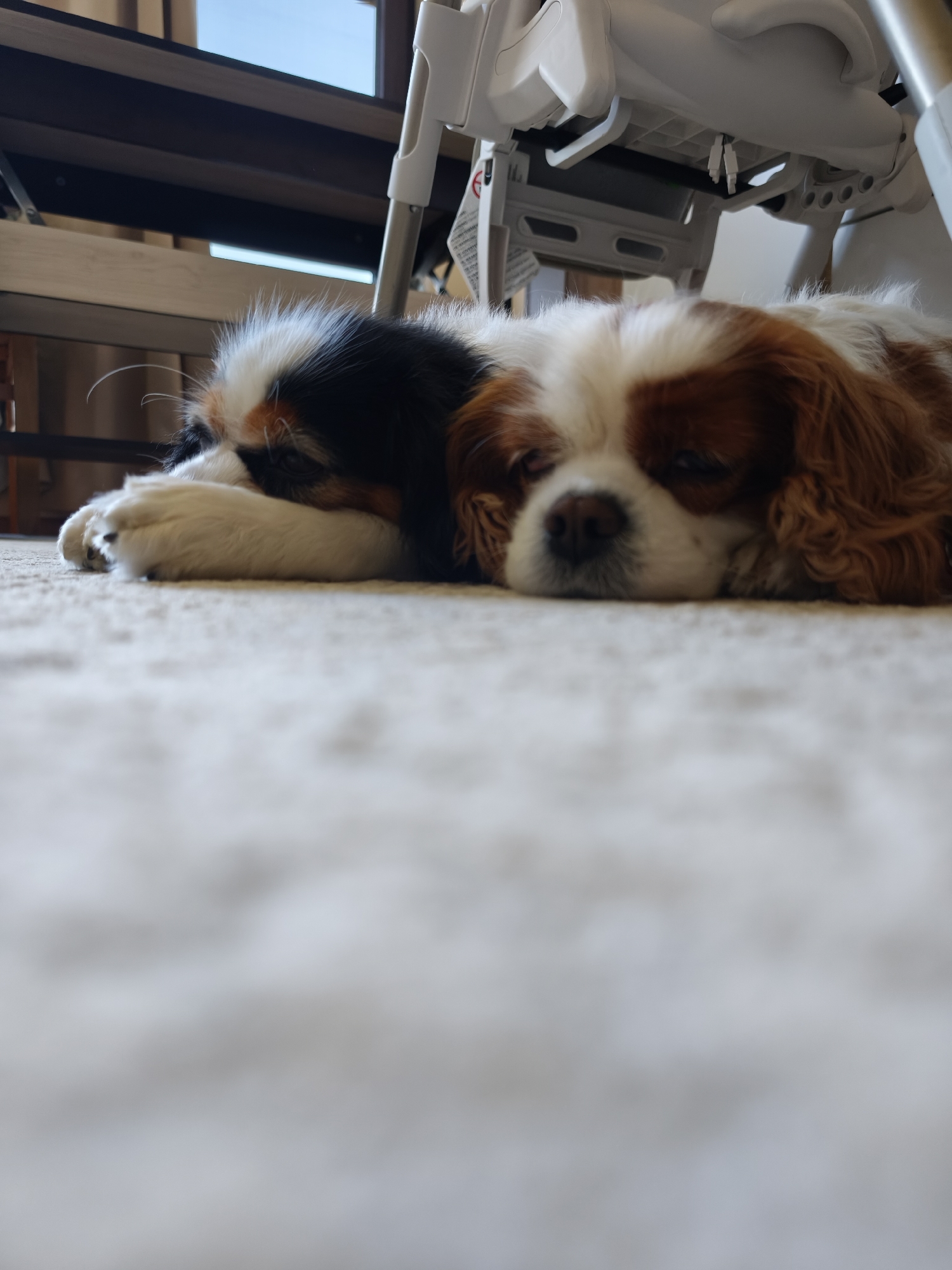 A Cavalier King Charles Spaniel is lying on a light-colored carpet. The dog has its paws near its head and appears to be resting. Behind the dog are the legs of a white high chair, and a table is visible above them. The location is a home, and there is no information to suggest the location is in the city of Plovdiv, Bulgaria.