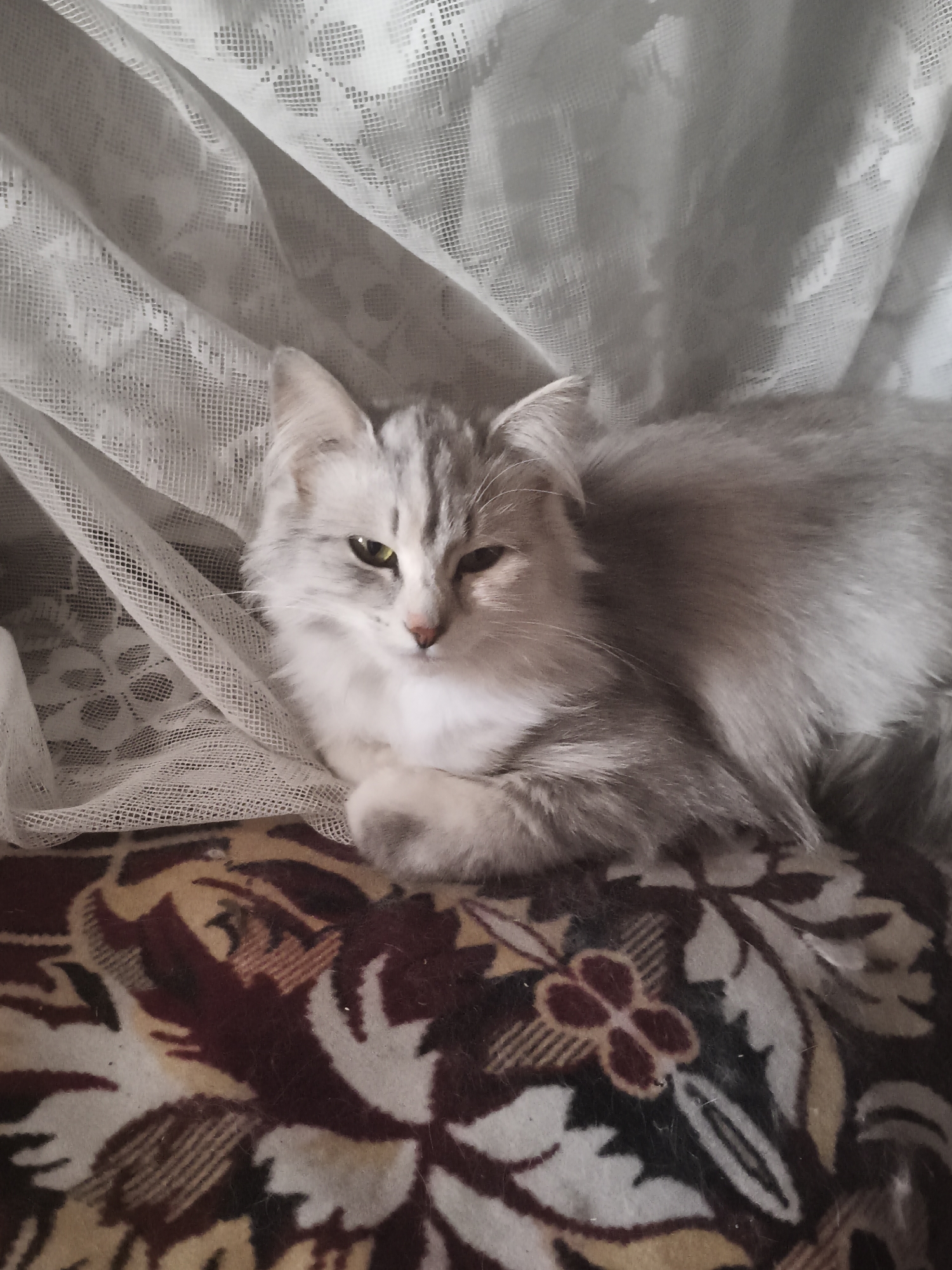 A fluffy, gray and white cat with green eyes is lying down on a patterned rug. The cat is partially covered by a white lace curtain. The background consists of the same lace curtain draped to the right. The scene appears to be indoors, likely in a residential setting. No specific location in the city of Ilmino, Russia can be determined from the image.