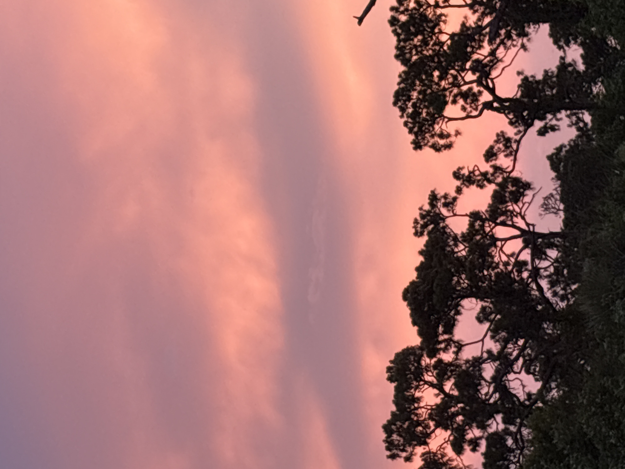 The image depicts a sky at sunset, painted in hues of pink and purple, with silhouetted trees against the vibrant backdrop. The scene appears to be an outdoor natural setting, likely on the outskirts of a city. The trees, with their intricate branches, suggest a possibly wooded or park-like area. The overall impression is one of a peaceful, serene evening in a location like Venice, United States, where natural beauty is appreciated.
