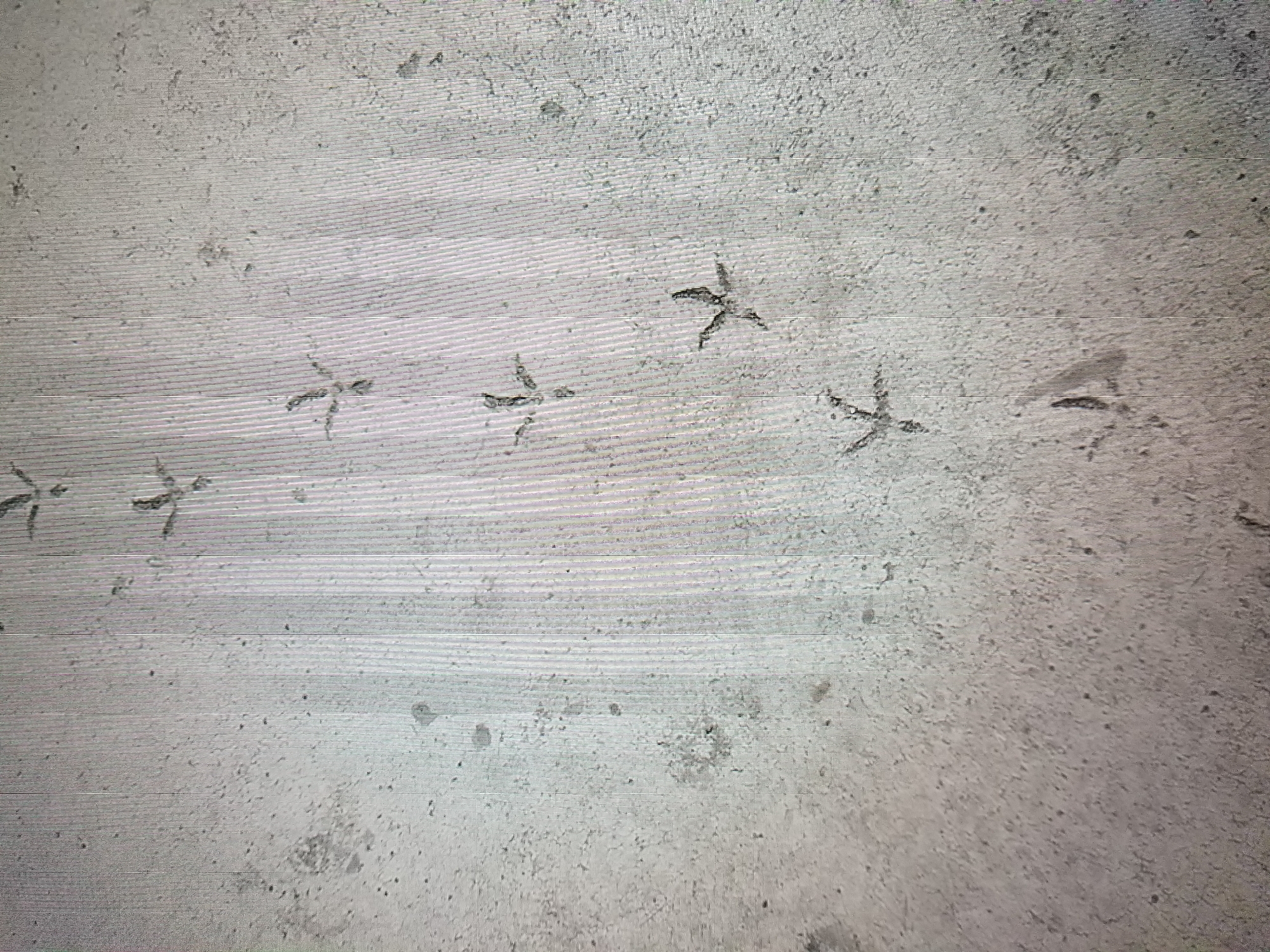A vertical line of bird tracks is imprinted on a pale, speckled surface. The tracks are consistently spaced and oriented downwards, suggesting a bird walking in a straight line. The surface appears to be a textured ground, possibly concrete or dirt, with small dark spots scattered throughout. The lighting creates subtle shadows that highlight the indentations of the tracks. There is no visible indication of the city of Tiraspol, Moldova, within the image itself.