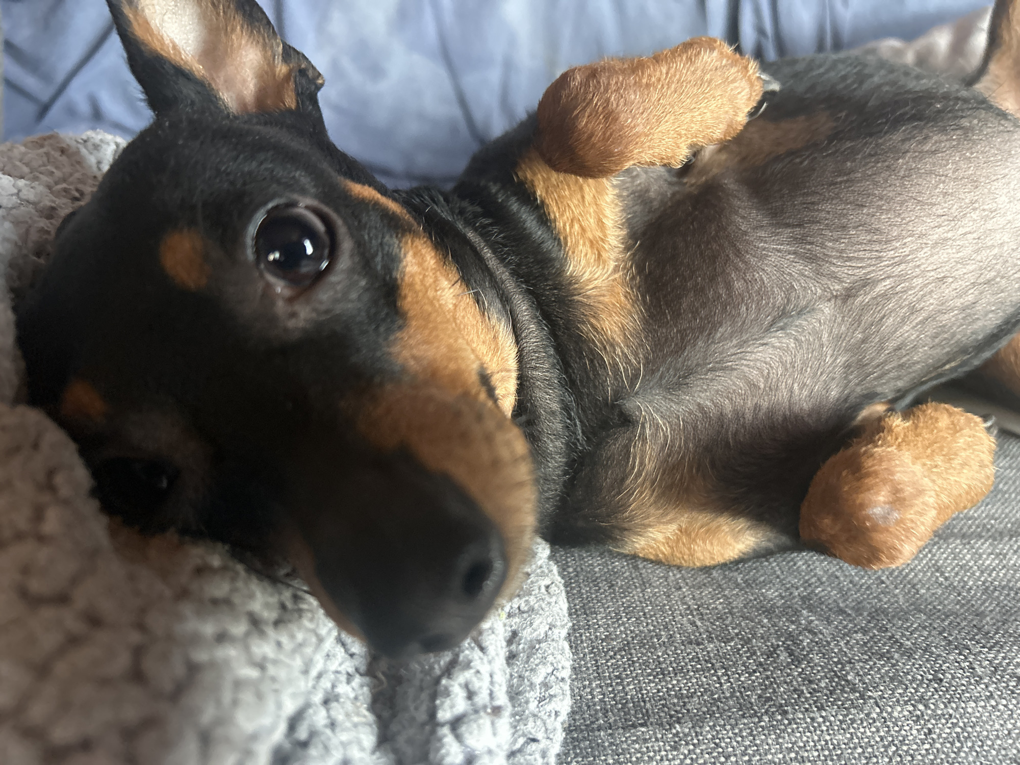 A small, black and tan dog, resembling a Miniature Pinscher or Dachshund, is captured in a close-up shot, lying on its back. The dog's body is relaxed, with its light-colored belly exposed and its front paws curled gently towards its chest. One prominent, dark eye gazes directly at the camera, reflecting ambient light from an unseen source, suggesting an indoor daytime setting. The dog's fur is predominantly black, highlighted with distinct tan markings around its muzzle, cheeks, chest, and paws.
The canine is resting on a soft, textured grey blanket or throw, which appears to be placed on a larger grey fabric surface, likely a couch or armchair. A lighter blue or grey fabric provides a soft background element behind the dog's head. The overall scene conveys a sense of comfort and relaxation. There is no visible text in the image. The location context for this image is Sofia, Bulgaria.