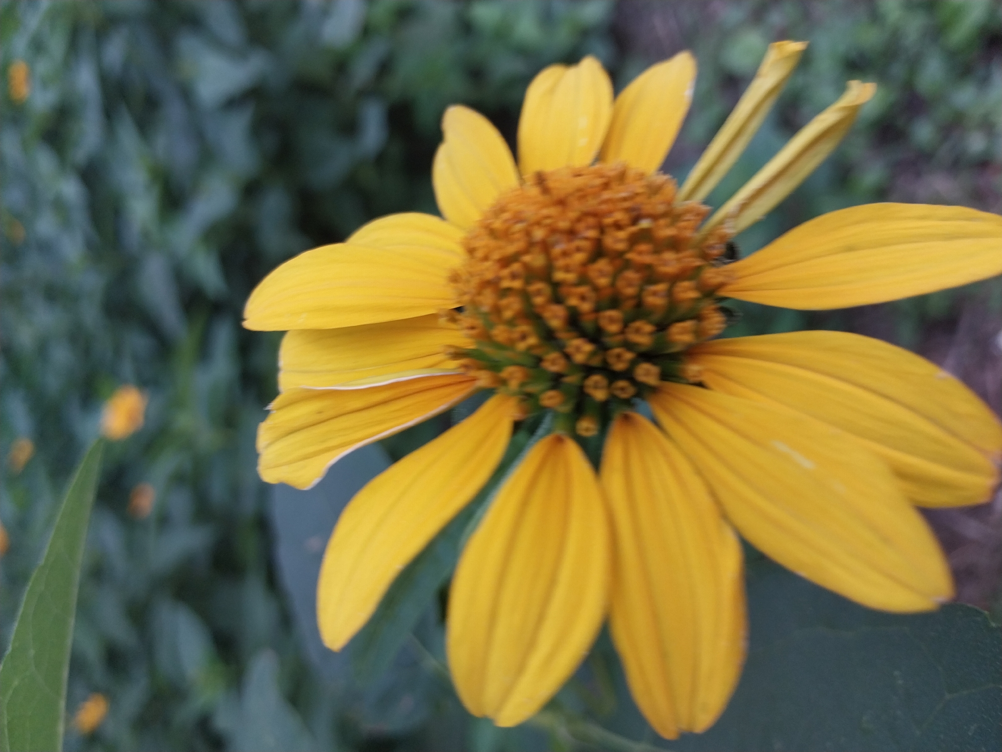 The image shows a close-up of a yellow flower, possibly a sunflower or daisy, with its petals unfurled. The center of the flower is a cluster of small, reddish-brown florets. The background is a blur of green foliage, with a few other out-of-focus yellow flowers visible. A single green leaf is prominent in the upper left corner. The lighting suggests it is daytime, likely outdoors. The image is taken in Dnipro, Ukraine, but no specific landmarks or urban features are identifiable. The scene is entirely natural and devoid of human activity or man-made objects.