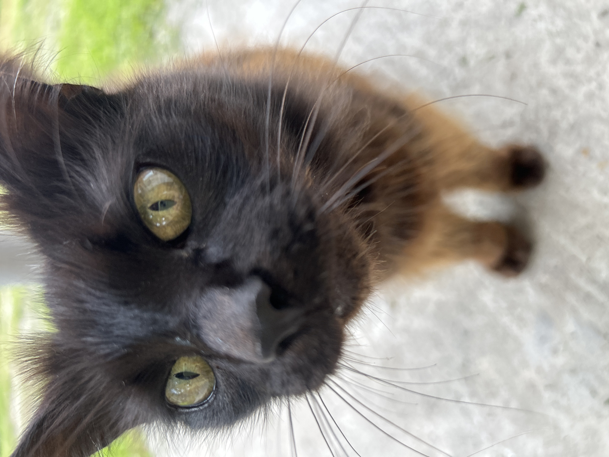 A close-up, eye-level shot shows a black and tan cat's face against a blurred background of green grass and a concrete surface. The cat has prominent, yellowish-green eyes with slit pupils, dark fur on its head, and lighter tan fur on its chin and chest. Its whiskers are long and white. The cat's nose is black and appears to have a small piece of white debris on it. The concrete surface appears to be a sidewalk or patio. The lighting suggests it is daytime. The image is cropped tightly on the cat's face, with its paws visible at the bottom of the frame. No specific location in Bila Tserkva, Ukraine can be determined from the image itself.