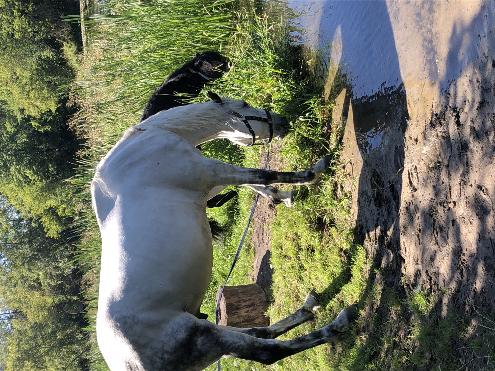 The image depicts two horses near a body of water. A predominantly white horse with grey markings is in the foreground, facing right and drinking water. It is wearing a bridle. Behind it, a black horse is partially visible, also facing right and drinking. Both horses are standing on a muddy bank with green grass. In the background, there is dense green foliage, suggesting a natural or park-like setting. The lighting indicates it is daytime, with sunlight casting shadows. There is no visible evidence to suggest this location is within the city of Moscow, Russia.
