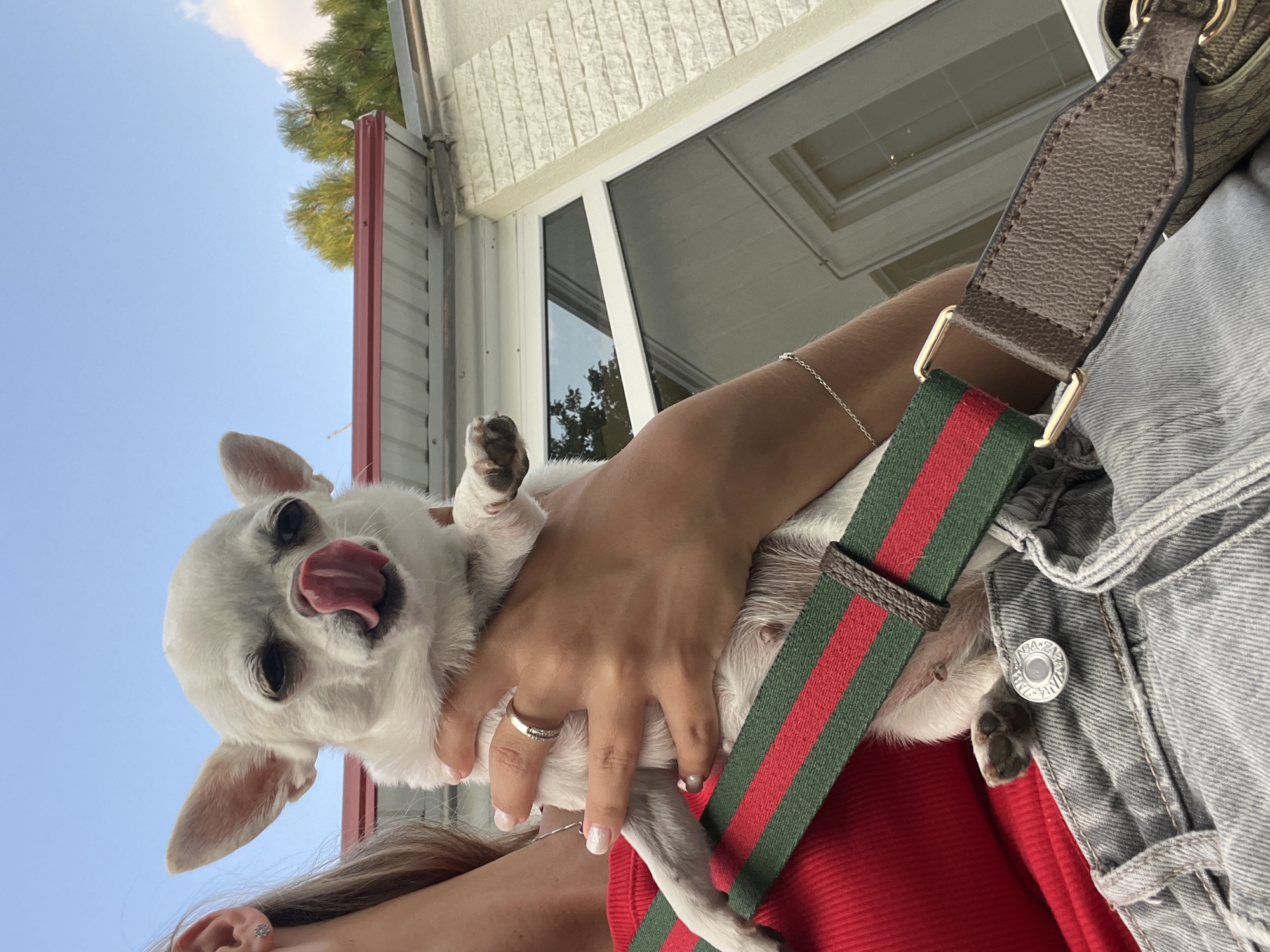 A white chihuahua with its tongue sticking out is being held by a person wearing a red top and grey jeans. The chihuahua has large ears and dark eyes. The person is wearing a ring on their left hand and a bracelet on their right wrist. A patterned strap with red and green stripes is visible across the chihuahua. The background shows a building with a white tiled facade and a red-trimmed roof, against a clear blue sky with some clouds. The image appears to be taken outdoors, likely in a residential or commercial area. There is no information provided that suggests the location is in Fontanka, Ukraine.