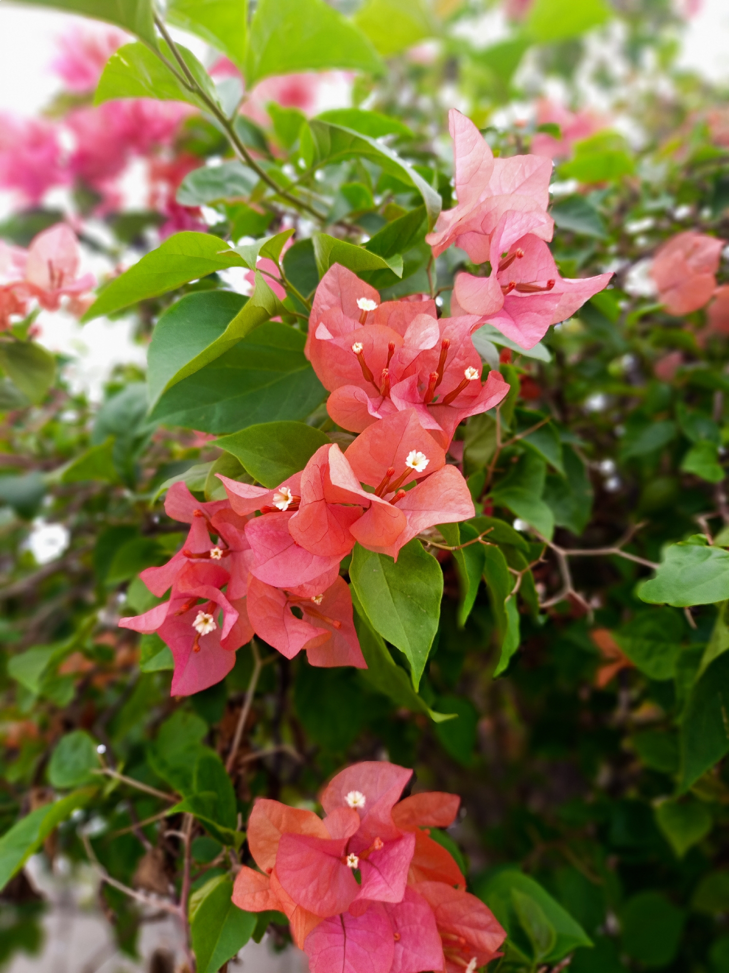 The image shows a close-up of a bougainvillea bush with clusters of salmon-colored bracts and green leaves. The background is blurred, suggesting a shallow depth of field and focusing the viewer's attention on the foreground flowers. The bracts have small white flowers in the center. The image likely taken in Uteunreutoh, Indonesia.