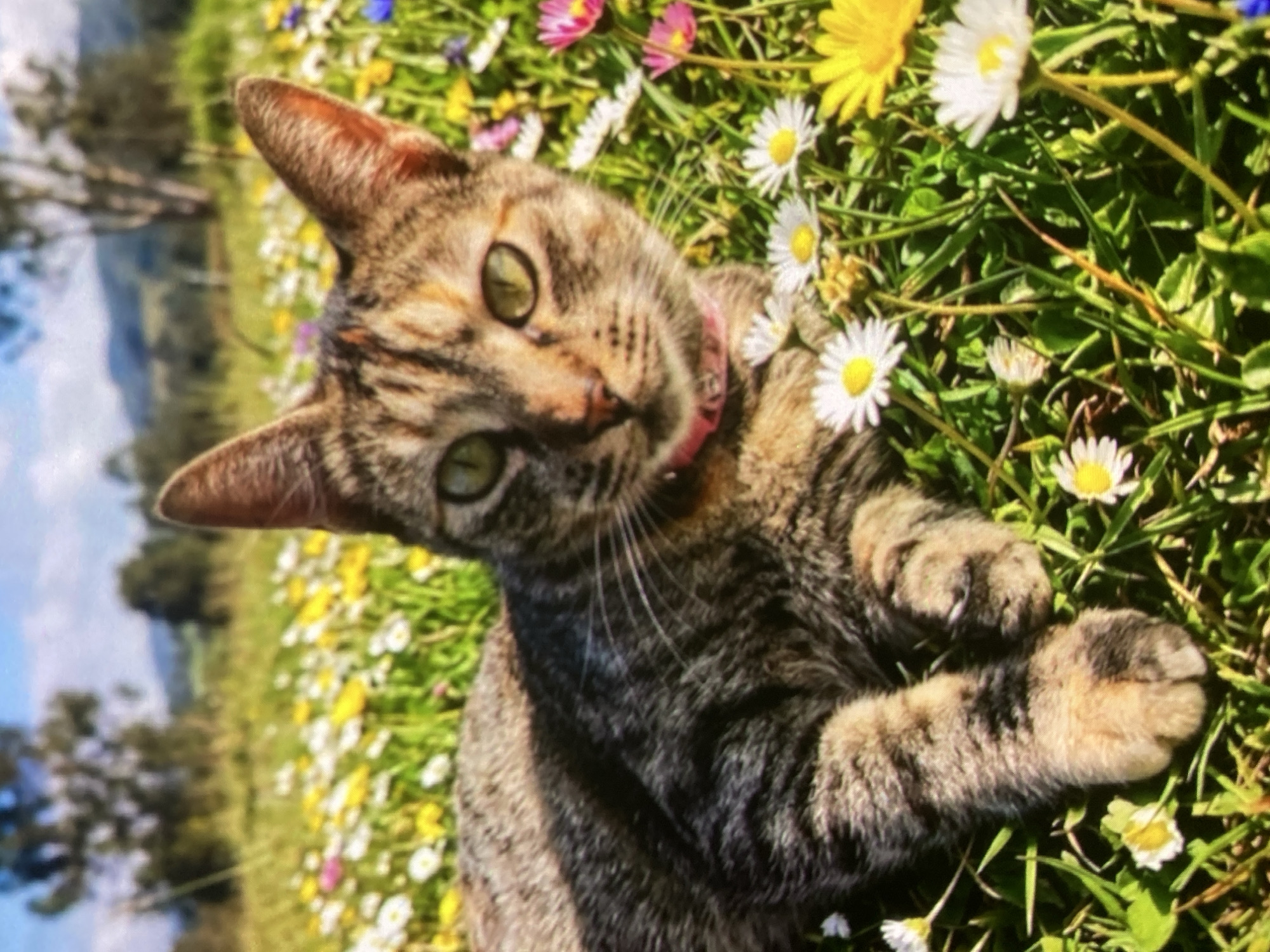 A tabby cat with green eyes lies in a field of daisies and yellow flowers under a partly cloudy blue sky. The cat is facing forward, with its body angled to the left. Its fur is a mix of brown, black, and tan. The cat wears a pink collar. The background shows a grassy hill with trees and a fence line. The location is Ustyvytsia, Ukraine.