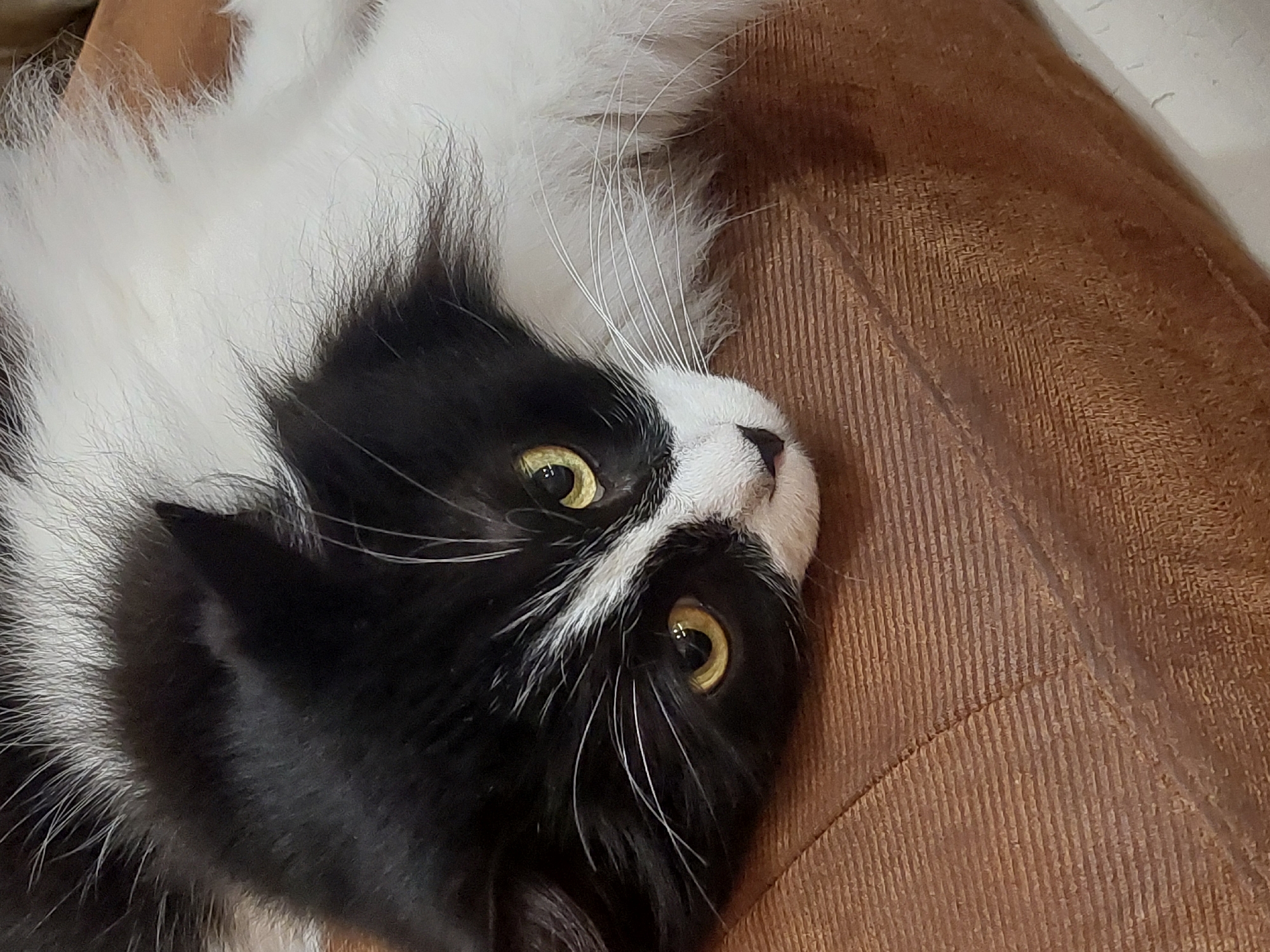A black and white cat lies upside down on a brown corduroy surface. The cat's yellow eyes are open, and it has long white whiskers. The cat's fur is a mix of black and white patches. The background is out of focus. The location is unknown; no information indicates the city of Plovdiv, Bulgaria.