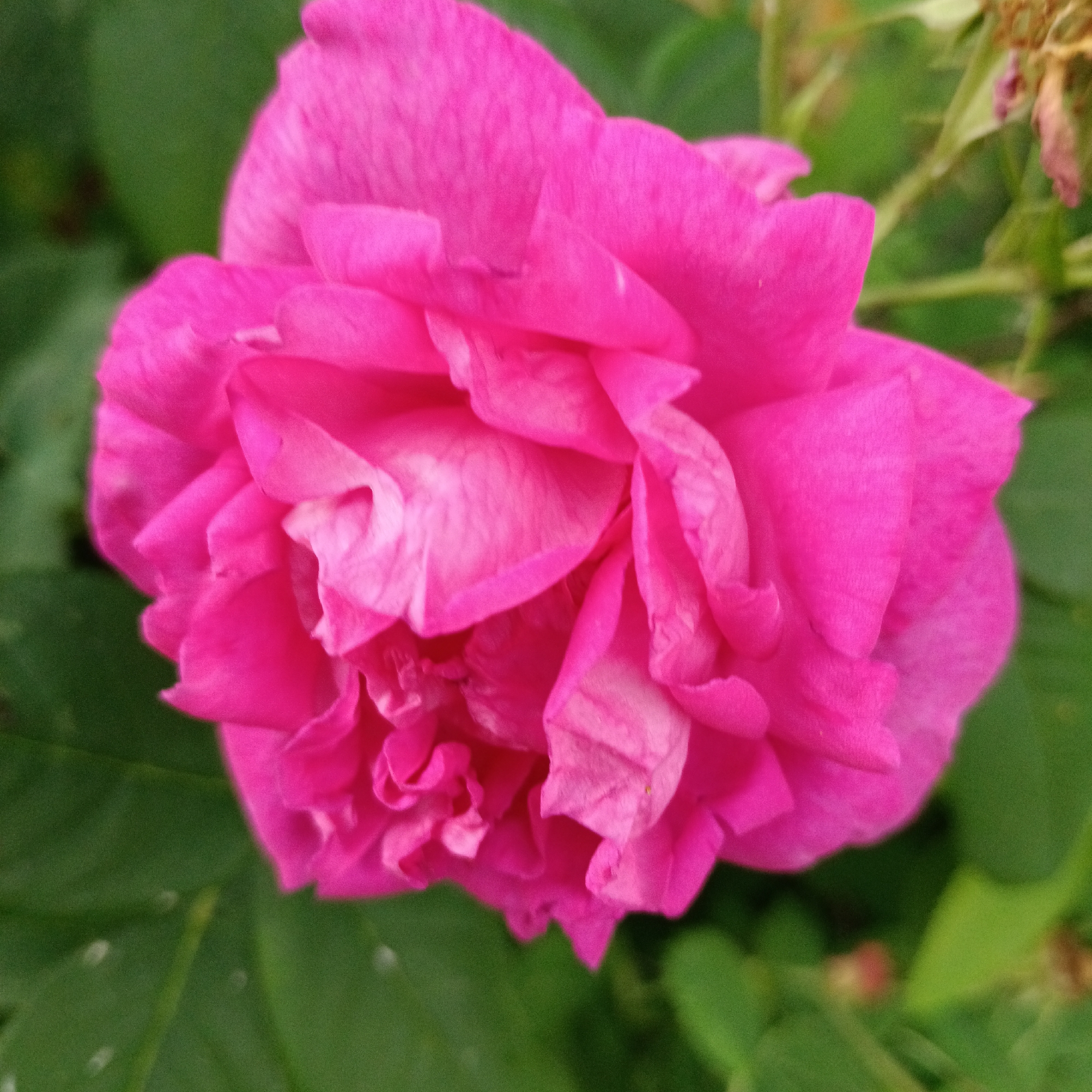 A close-up, top-down shot focuses on a vibrant pink rose with many ruffled petals. The rose is centered, taking up most of the frame. The background consists of blurred green leaves and hints of dried brown foliage. There is no indication of the city of Novokuybyshevsk, Russia in the image.