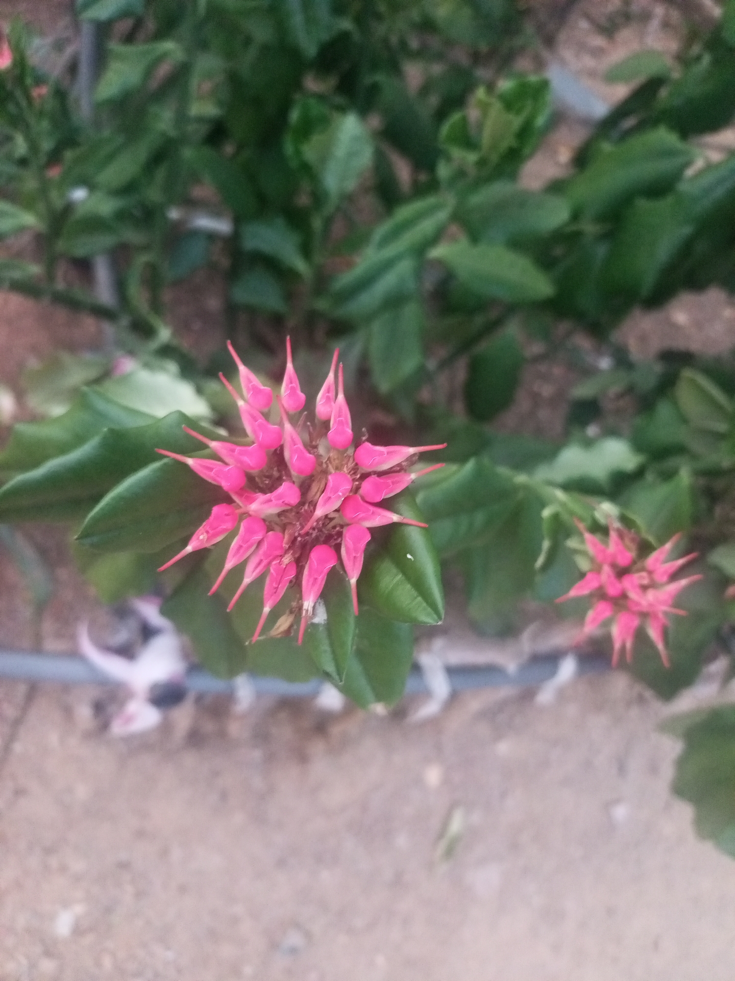 A slightly high-angle, eye-level shot shows a cluster of pink Asclepias flowers in bloom, set against a backdrop of green foliage and sandy ground. The image appears to have been taken outdoors. Another smaller cluster of Asclepias flowers is present in the lower right corner. An irrigation pipe is visible in the lower left corner. The location and time of the photograph are unknown.