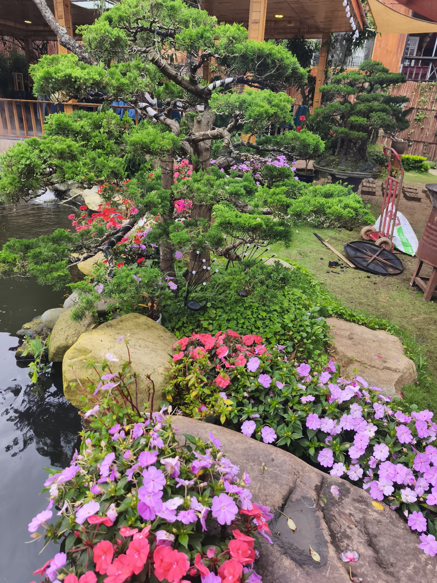 In a garden setting, a large, intricately pruned bonsai tree with dense green foliage dominates the foreground. The tree's trunk is twisted and gnarled, with branches extending outwards. Surrounding the bonsai are various flowering plants, including vibrant pink and purple impatiens, interspersed with green ground cover and large, smooth rocks. A dark body of water, likely a pond, is visible to the left, with reflections of the foliage. In the background, a wooden structure with a thatched roof and wooden railings can be seen, suggesting an outdoor seating or dining area. Further back, a second, smaller bonsai is displayed in a pot, and a red gardening cart with a bag and wheel are present on a grassy area. The scene appears to be a well-maintained garden, possibly part of a nursery or a landscaped public space, located outdoors.