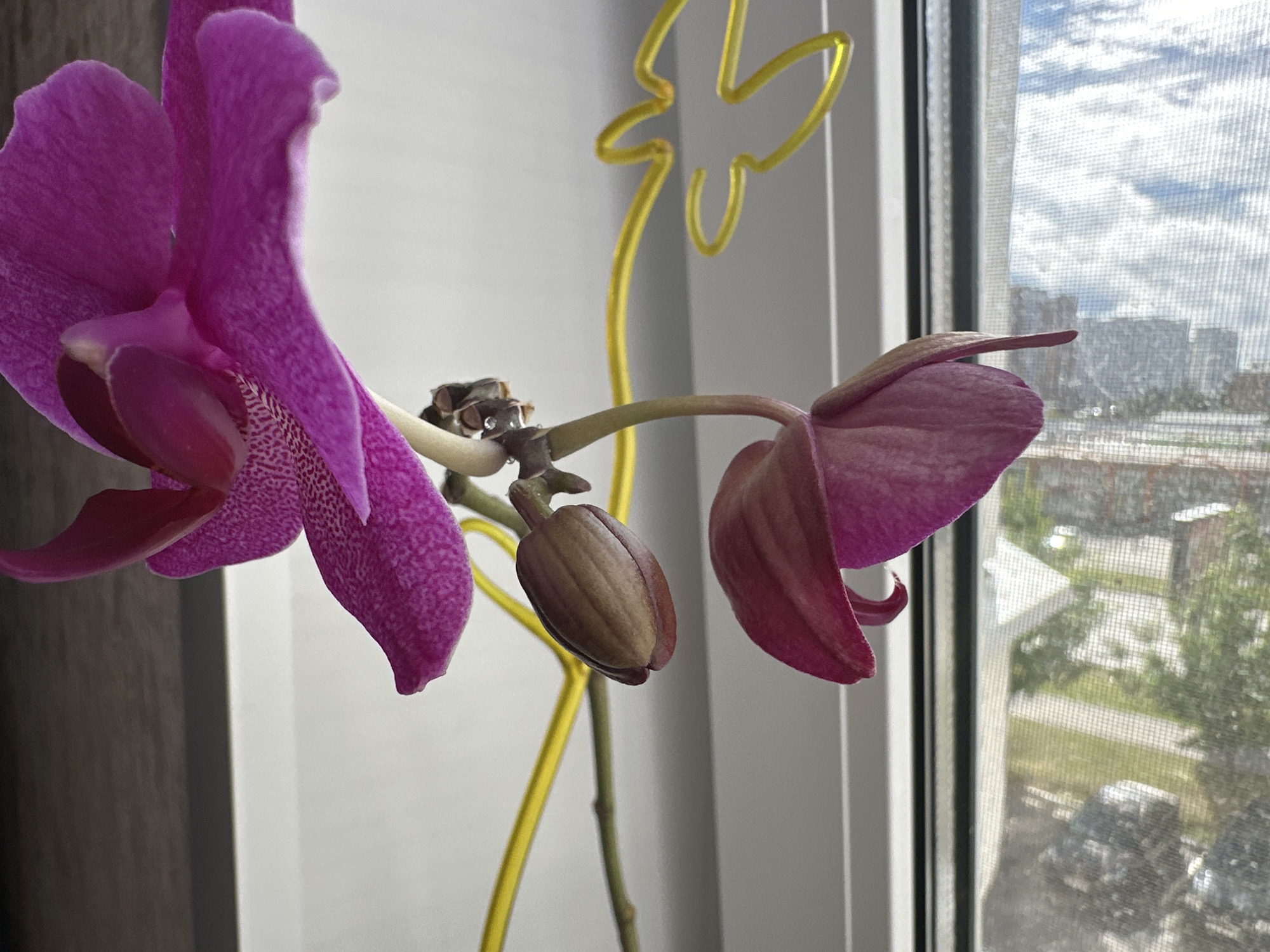 A close-up, low-angle outdoor shot shows a bright pink orchid in bloom, with one developing bud and a yellow butterfly-shaped support stake. The orchid is positioned in front of a window with a screen, through which a cityscape can be seen. The background includes buildings and trees, suggesting an urban environment. The lighting is natural, coming from the window, creating a soft illumination. The photo is framed from the left side of the orchid, with the petals extending into the foreground and right side of the image.