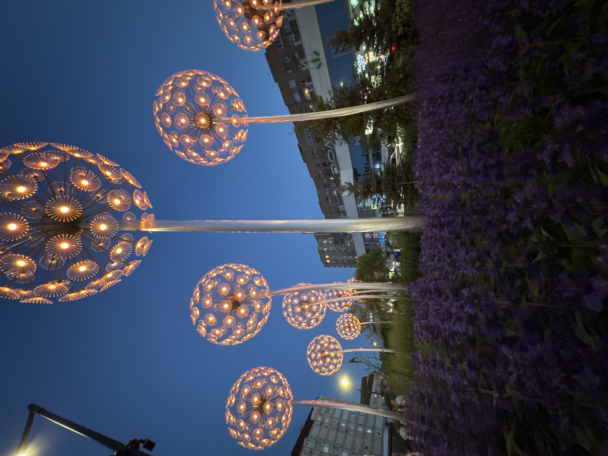 The image depicts a public art installation of large, spherical lamps resembling dandelions, illuminated with warm orange light. These lamps are positioned on tall, slender poles and are surrounded by a bed of purple flowers in the foreground. In the background, urban buildings are visible, including a multi-story brick building with windows and a modern building with a glass facade. The sky is a deep twilight blue. The scene appears to be located in a city park or public square. Based on visual cues, this installation is likely located in Yekaterinburg, Russia.