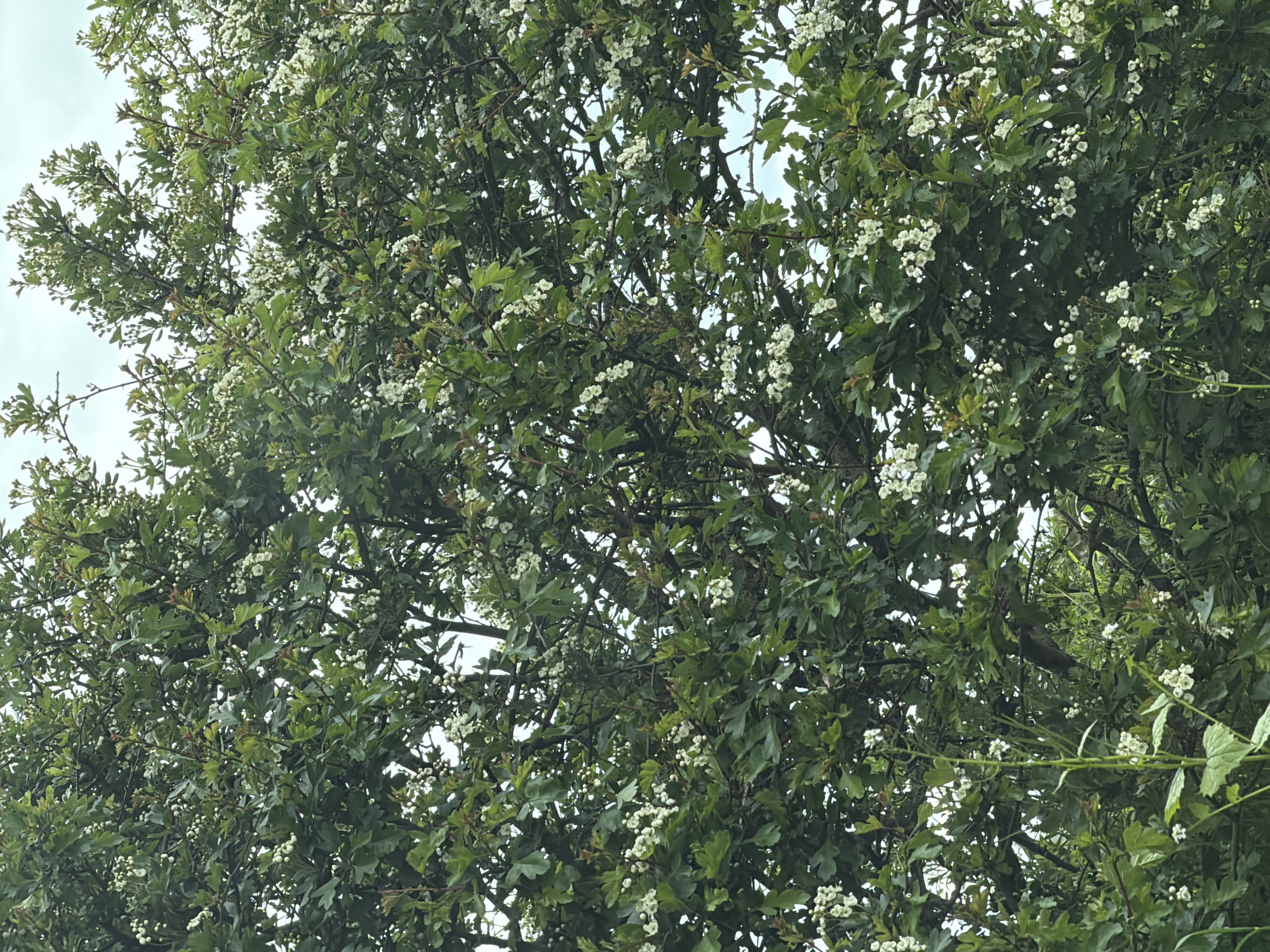 The image captures a tree in full bloom, likely located in Pity Me, United Kingdom. The tree is densely covered with green leaves and clusters of small, white flowers. The branches are intricate and interwoven, partially obscuring a cloudy sky in the background. The overall lighting suggests an overcast day. There are no people or specific objects visible beyond the tree and the sky. The environment appears natural and undisturbed.