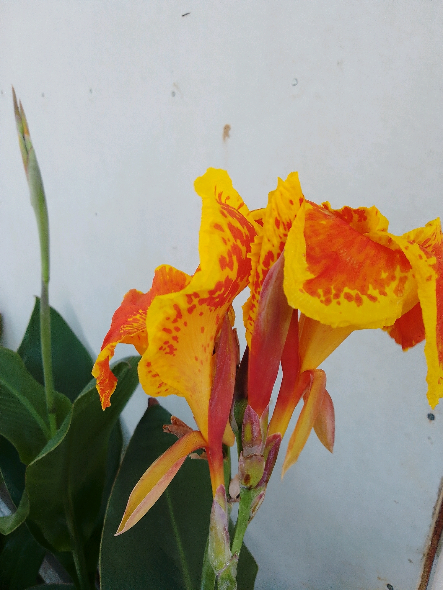 The image shows a close-up of a Canna Lily flower with bright yellow petals spotted with red and orange. The flower is in bloom, with some petals unfurling and others already fully open. There are also several unopened buds visible on the stem. The leaves of the plant are large and green, and they are in focus in the background. The scene is set against a plain, off-white wall. The image is taken in Cikal, Indonesia.