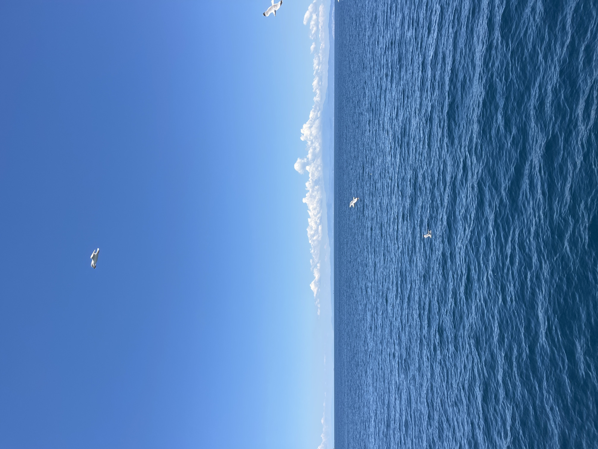 A wide-angle, eye-level, daytime, outdoor shot captures a calm, deep blue sea under a clear, bright blue sky. A horizontal line of fluffy white clouds sits on the horizon, beyond which a distant, hazy landmass is visible. Several white seagulls are in flight against the sky. One seagull is in the upper portion of the frame, to the right of center. Another is to the left of center, closer to the horizon line. A third seagull is in the lower center portion of the frame, and a fourth is visible in the middle-right of the frame. The waves on the water are gentle. The scene is likely a view from a boat, offshore from Thassos, Greece.