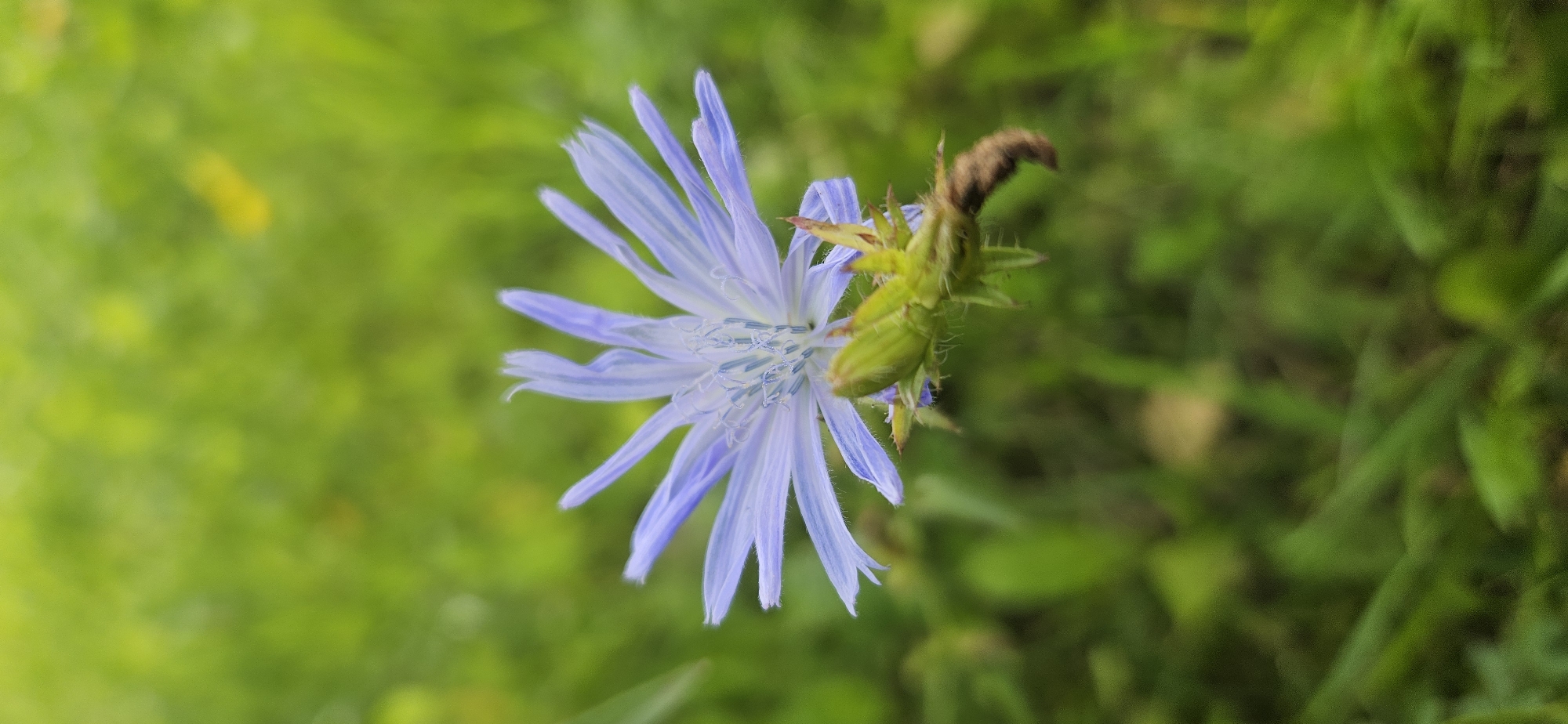 A delicate, pale blue flower with numerous ray florets and a central cluster of stamens is in full bloom. Below the flower, a green bud or seed head with spiky protrusions is visible. A small, segmented brown insect, possibly a larva or caterpillar, is clinging to the side of this bud. The background is a soft, out-of-focus blur of vibrant green foliage, suggesting a natural outdoor setting such as a park or meadow. The lighting appears soft, indicating it might be overcast or early morning/late evening. The image quality suggests it was taken with a mobile phone camera, possibly with an attempt at macro photography due to the close-up focus on the flower and insect. This scene is generic and does not contain any specific landmarks or indicators that would allow for localization within Vitsebsk, Belarus, or any other city.