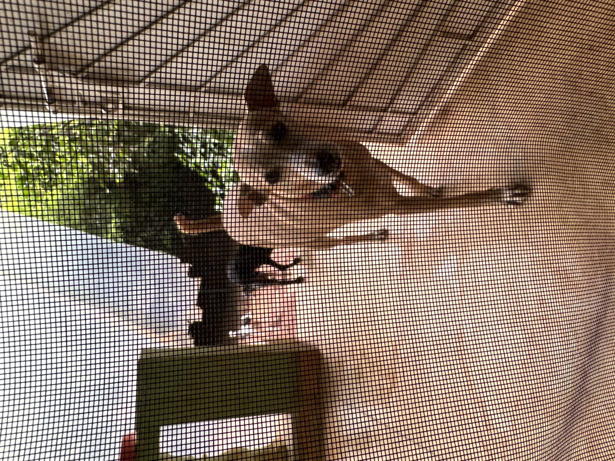An outdoor scene viewed through a fine mesh screen shows two dogs on a sunlit, tiled patio. In the foreground, a light brown dog with dark ears and eyes looks directly at the camera. It has its mouth slightly open, revealing a pink tongue and a red collar. Behind this dog, a smaller black dog is visible in the middle ground, facing away from the camera and appearing to move left. The background features green foliage from trees, a portion of a building with a green structure on the left, and a brick wall on the right. The lighting suggests it is daytime, possibly late afternoon, given the warm tones and shadows. The setting is likely a residential area in Ashvem, India, given the outdoor tiled patio, lush vegetation, and architectural style.