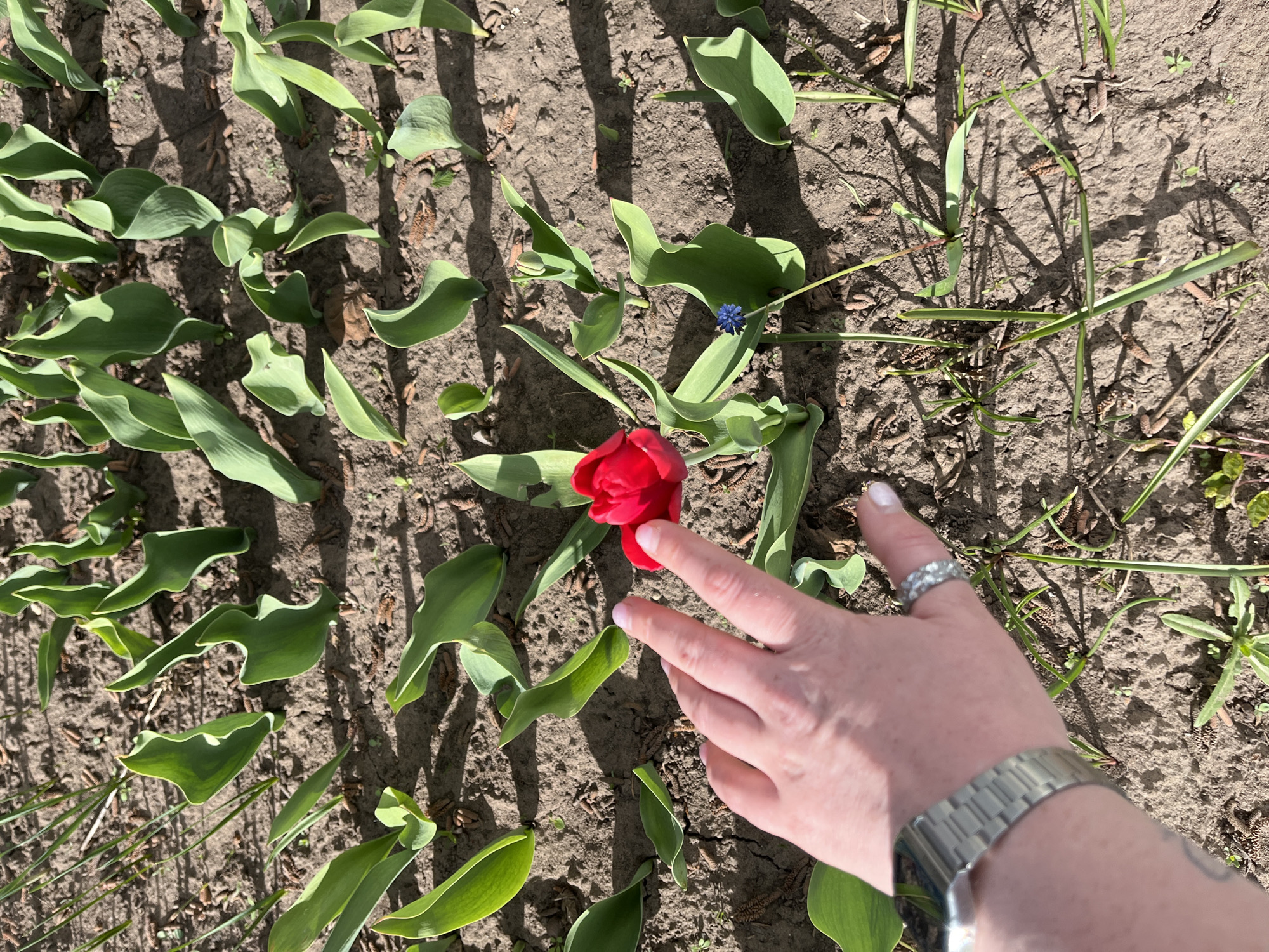 The image shows a close-up of a hand with a silver watch and ring reaching towards a red tulip in a garden bed. The ground is visible, covered in dirt and surrounded by green tulip leaves and other small plants. There is also a small blue flower nearby. The location is indicated to be Ольховка, Russia.