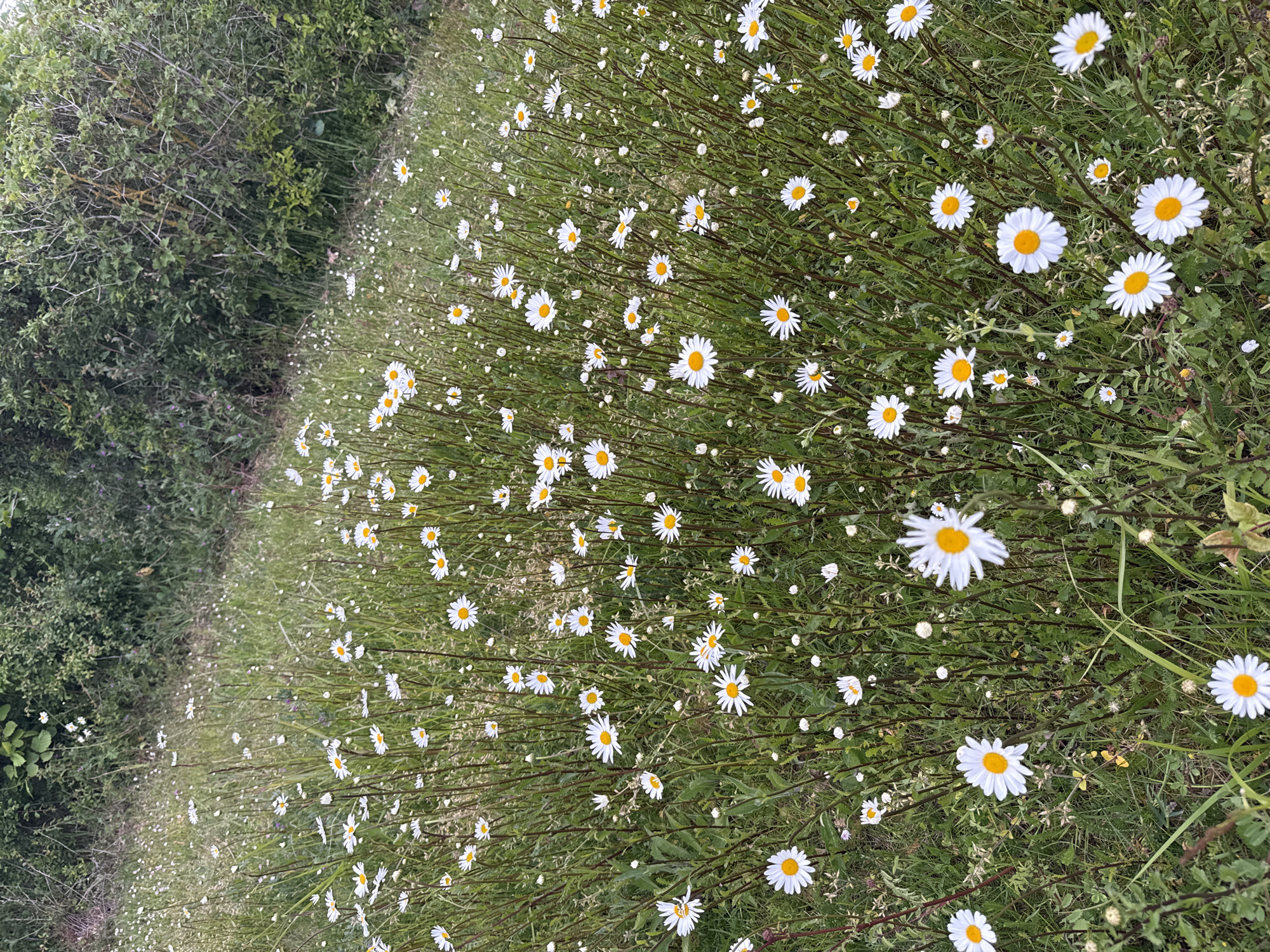 The image depicts a field of daisies in Great Yarmouth, United Kingdom. The flowers are predominantly white with yellow centers and scattered throughout the green grass. A line of shrubbery borders the field on the left. The ground cover appears to be a mix of grass, weeds, and the stalks of the daisies. No people or animals are visible in the image.