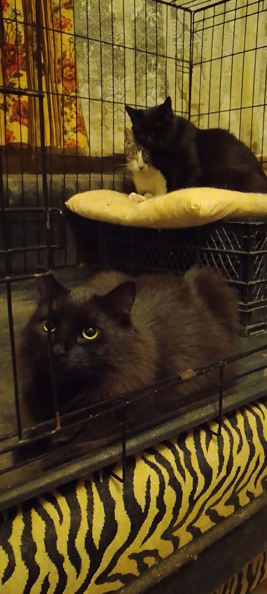 This is a medium-shot, eye-level, indoor photograph taken in Belgorod, Russia, showing two cats in a metal cage. The cage appears to be a pet carrier or a large enclosure. In the foreground, a large, long-haired black cat is lying down on its side, facing left. Its yellow eyes are open, and it is looking towards the left of the frame. The cage bars are visible in front of the cat. Behind the black cat, a yellow cushion with black stripes, resembling a tiger print, is visible. Above the cushion, on a higher level of the cage, a black cat is partially visible, lying down and facing right. Part of a smaller, grey and white cat is visible between the black cat's legs, also facing right and looking towards the front. The background consists of floral curtains and vertical cage bars. The lighting is dim, suggesting an indoor setting at night or in low light conditions. There are no people or specific city landmarks visible in the image.