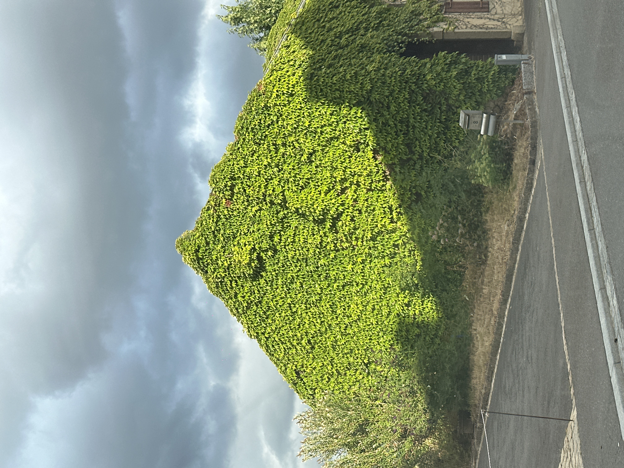 A steep, pyramid-shaped section of a building is entirely covered in lush green ivy. The ivy reaches the peak of the structure, creating a uniform green surface. To the left of the ivy-covered section, there is a sparse bush or tree with green foliage. The building's facade, visible on the right, is partially covered in ivy and features a dark-framed window with brown shutters. In front of the building, a mailbox with the number "8" is mounted on a stand. The ground slopes upwards from the road towards the building. A dark asphalt road runs diagonally across the foreground, bordered by a light-colored curb. The sky above is filled with dark, dramatic clouds, suggesting overcast or stormy weather. The scene is set in the city of Manternach, Luxembourg.
