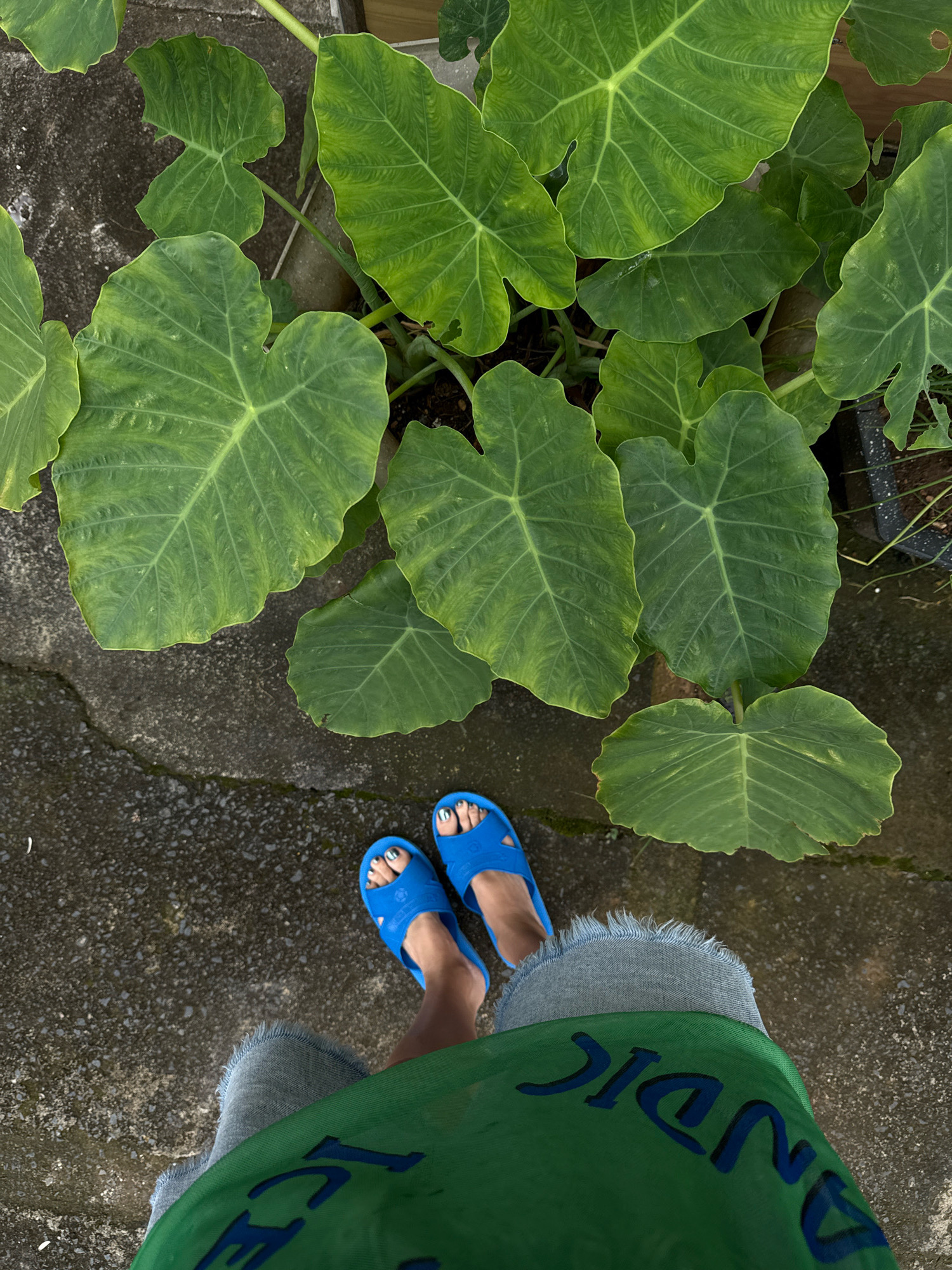 A first-person perspective shot captures a person standing outdoors on a concrete surface, surrounded by large, lush green elephant ear plants. The person's feet are adorned with bright blue slides, and their toes are painted with silver nail polish. They are wearing denim shorts with a frayed hem and a green shirt with blue lettering that reads "ANDIC ICE". The environment suggests a natural setting, possibly a garden or a courtyard, with the concrete providing a stark contrast to the vibrant foliage.