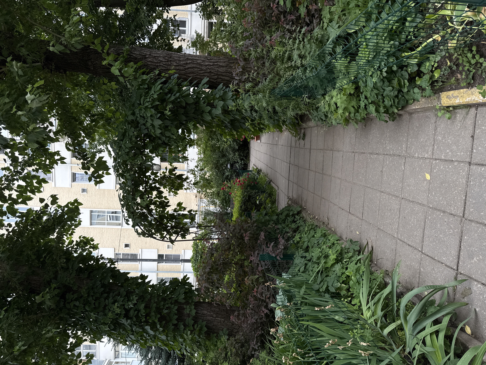 This is a vertical, eye-level, medium shot photograph taken in an urban courtyard in Moscow, Russia. A paved walkway made of square concrete slabs leads into the frame from the foreground, curving slightly to the right as it recedes into the distance. The walkway is flanked by lush, green vegetation and trees on both sides. The trees on the left and right of the path are mature with thick trunks and are heavily covered in ivy, creating a natural archway over the path in the midground.
Behind the foliage, a multi-story building with a light yellow brick facade and white window frames is visible. The building appears to be a residential apartment block, typical of Soviet-era architecture. The overall impression is one of a well-maintained courtyard with a strong emphasis on greenery, suggesting a residential area within the city. No people are visible in the image, and there are no discernible actions or interactions taking place. The lighting suggests it is daytime, possibly overcast, as there are no strong shadows.