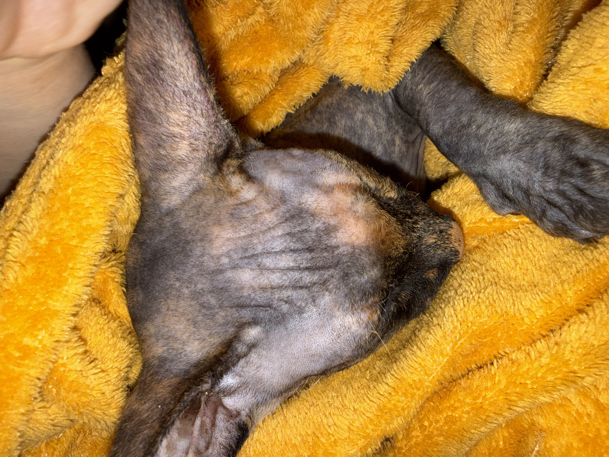 The image captures a close-up of a small animal, likely a cat, with a dark brindle or tabby fur pattern, wrapped in a bright yellow, plush blanket. A human hand is partially visible in the top left, suggesting the animal is being held or comforted.
A prominent feature is the significant hair loss on the animal's head, neck, and other visible body parts. The exposed skin is a lighter, pale greyish-pink tone, showing wrinkles and some sparse, fine stubble. Areas with fur retain the dark brown and black brindle pattern. One ear is clearly visible, mostly covered in fur but also exhibiting some patchiness. A dark-furred paw or limb is visible on the right side of the frame, also showing areas of hair.
The animal is nestled deeply within the soft, textured yellow blanket, which provides a warm and comforting contrast to its appearance. The lighting seems artificial, creating some shadows and highlighting the textures of both the blanket and the animal's skin. There is no visible text in the image. The scene conveys a sense of care and attention being given to the animal, possibly due to a dermatological condition.