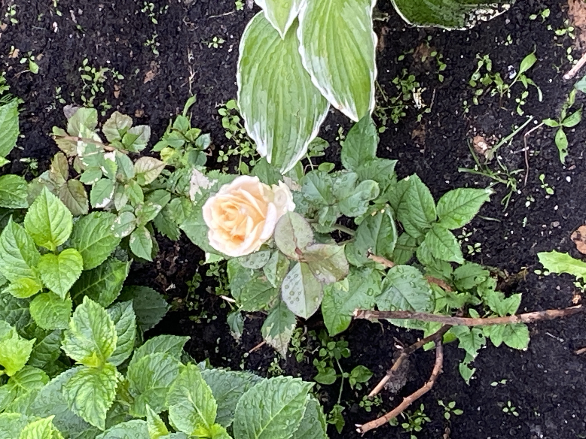 This is an overhead shot of a garden bed, featuring a single, pale peach rose in full bloom as the central subject. The rose is surrounded by lush green foliage, including the broad, variegated leaves of a hosta plant at the top of the frame. The ground is dark, rich soil, dotted with smaller green seedlings and some fallen twigs. The leaves of the rose and some of the surrounding plants appear to be wet, suggesting recent rain or dew. The overall impression is one of a natural, slightly damp garden environment. There are no people or animals visible in the image, and no text is present. The lighting suggests it could be a cloudy day or the early morning or late afternoon, given the even illumination and lack of harsh shadows. The setting appears to be a cultivated garden, likely in a temperate climate.