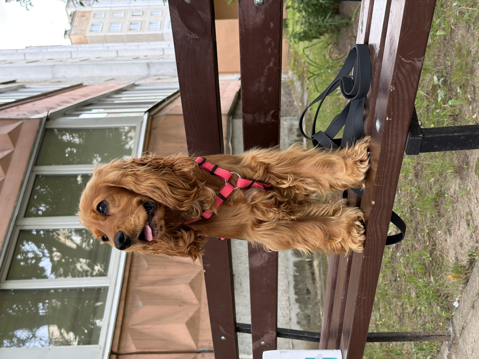 A medium-shot, eye-level, outdoor photograph captures a golden cocker spaniel sitting on a dark brown wooden park bench in Minsk, Belarus. The dog is facing left and looking upwards, with its mouth slightly open and tongue visible. It wears a bright pink harness. A black leash is coiled on the bench to the dog's right. The background features a building with beige and pink-toned facade and windows, reflecting trees. The bench is positioned in front of a low wall and surrounded by grass. The overall lighting suggests it is daytime.