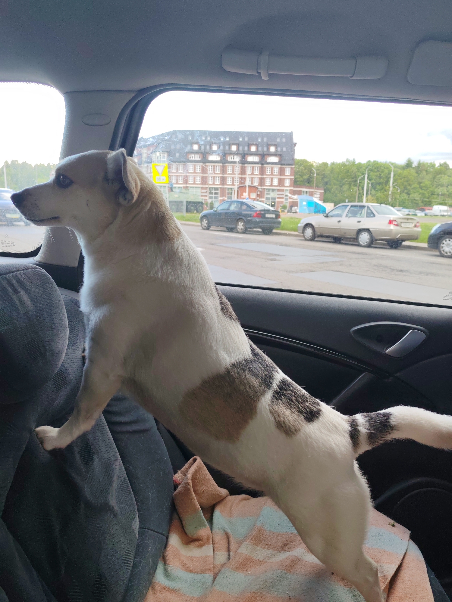 A medium-sized dog with white and brown patches stands on the seat of a car, peering out of the window. The dog has short hair and a slender build, with its front paws resting on the headrest. Outside the car window, a multi-story brick building is visible, along with several parked cars and some trees. The sky appears overcast. The interior of the car is dark, with a blanket or cloth on the seat beneath the dog. The image was taken in the city of Unknown, Unknown.