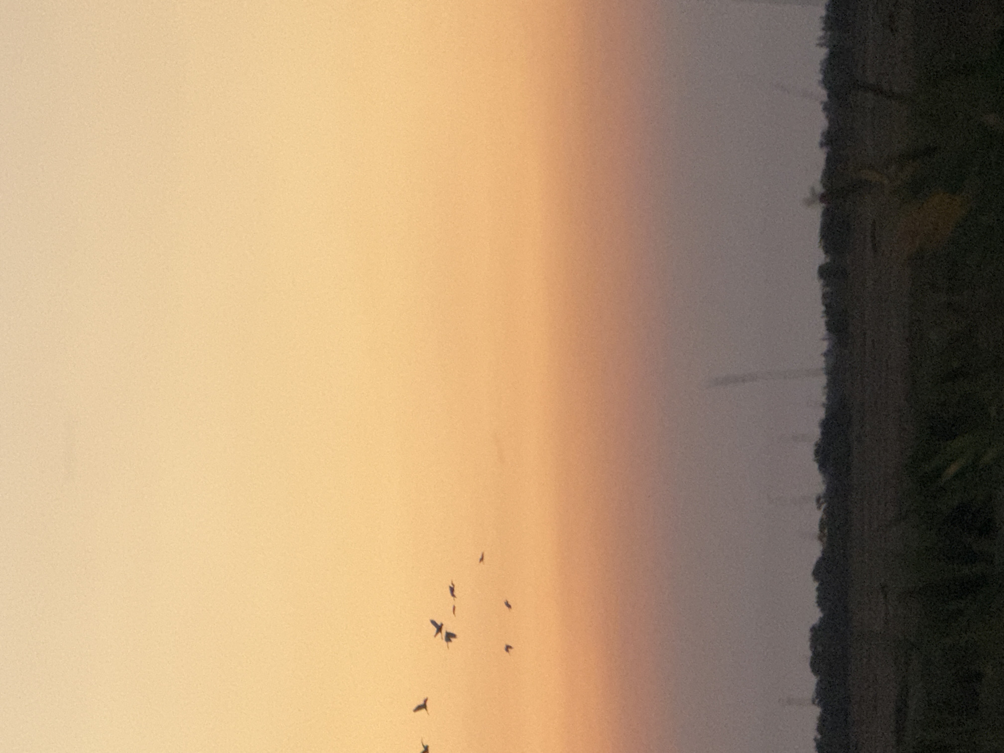 The image depicts a rural landscape at sunset. A flock of birds is silhouetted against a gradient sky transitioning from a pale yellow at the top to a dusky orange and then a muted purple near the horizon. The foreground shows a dark, low-lying treeline and vegetation, with faint structures, possibly industrial or utility poles, visible in the distance. The overall scene conveys a sense of natural tranquility. The location is Урожайновское сельское поселение, Ukraine.