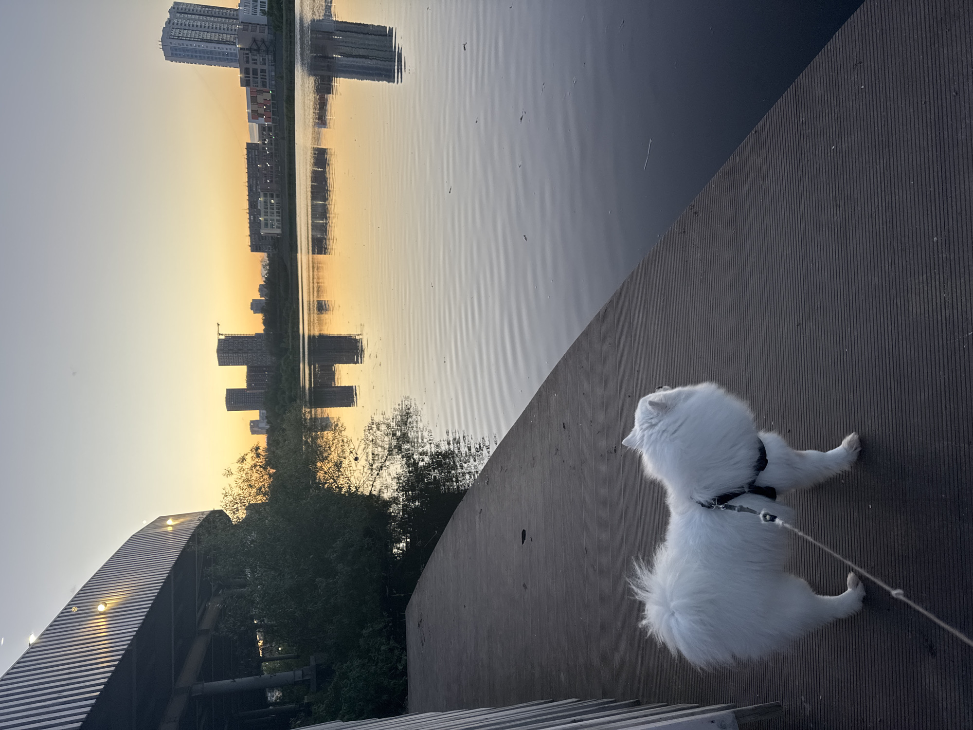 The image depicts a white Samoyed dog on a wooden pier at dusk. The dog is wearing a black harness and is attached to a leash. In the background, a calm body of water reflects the sunset sky and a cityscape. The cityscape features several modern buildings, including a tall, slender skyscraper. The lighting suggests the image was taken during the golden hour. The location is a waterfront area in Yekaterinburg, Russia, possibly near the Yekaterinburg City Pond, an artificial reservoir on the Iset River that is a central feature of the city. The pier appears to be part of a public walkway or recreational area, with a covered structure visible on the left side of the frame.