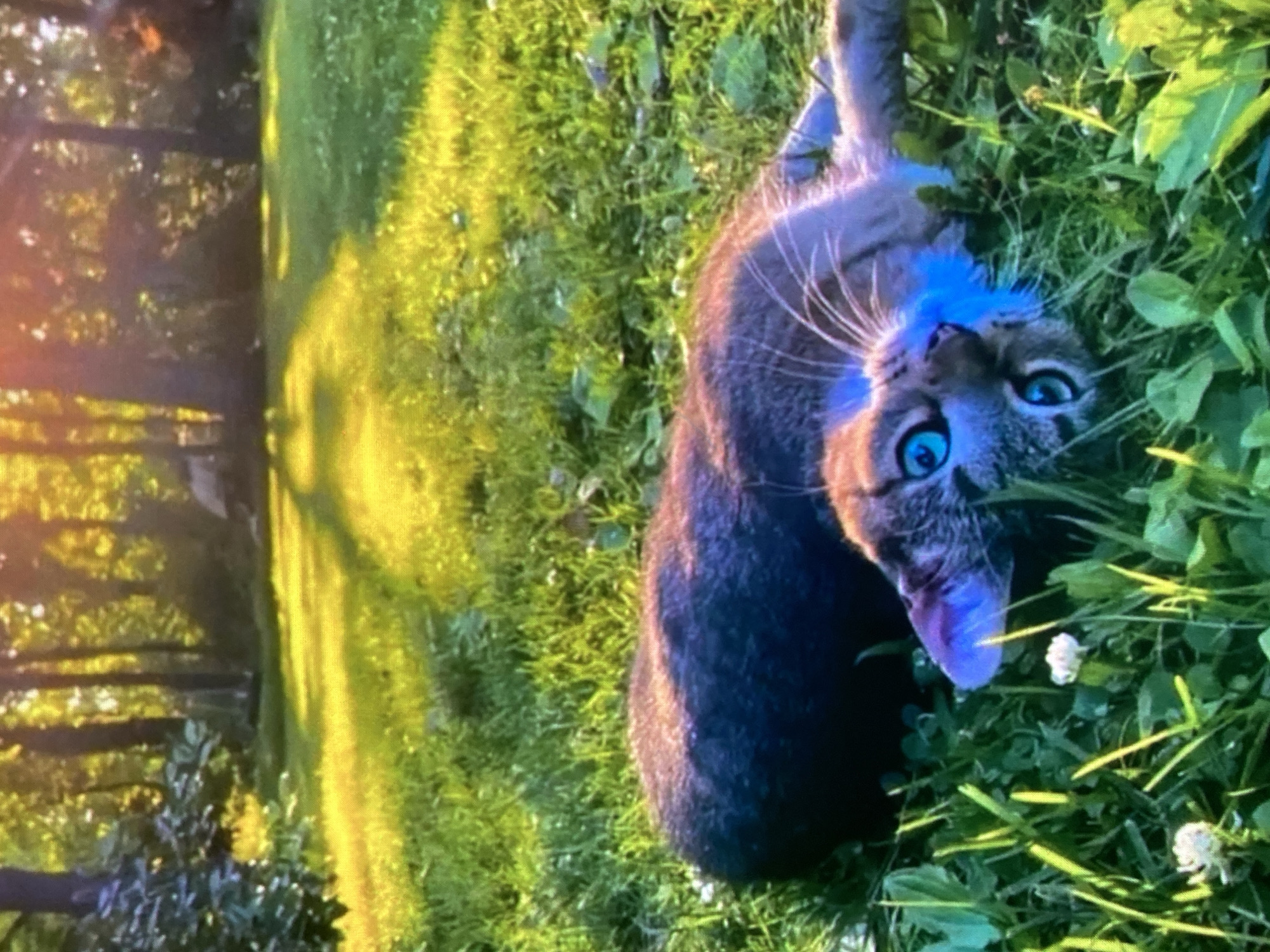A tabby cat lies on its back in a grassy yard. The cat has bright blue eyes and is looking towards the camera. The cat's fur is a mix of brown and black stripes. The grass is green and lush, with some white clover flowers scattered throughout. In the background, there are trees with sunlight filtering through the leaves. The scene appears to be in a rural or suburban setting. There is no indication of the location being in the city of Ustyvytsia, Ukraine.