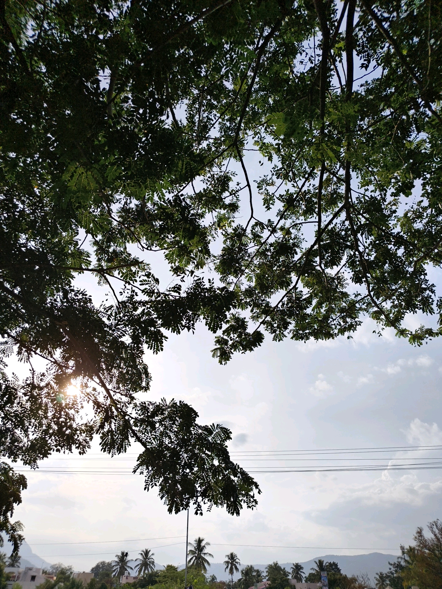 This is a photograph of the sky as viewed from beneath a tree in Gudalur, India. The upper portion of the image is dominated by the dark green leaves and branches of the tree, which create a canopy that partially obscures the sky. Sunlight filters through the leaves in some areas, creating bright spots. The sky itself is a pale blue, with scattered white clouds. In the distance, faint outlines of hills can be seen. A few power lines are visible stretching horizontally across the middle ground. The bottom of the image shows a hint of the cityscape, with rooftops of buildings and palm trees. The overall impression is a natural scene with urban elements in the background.
