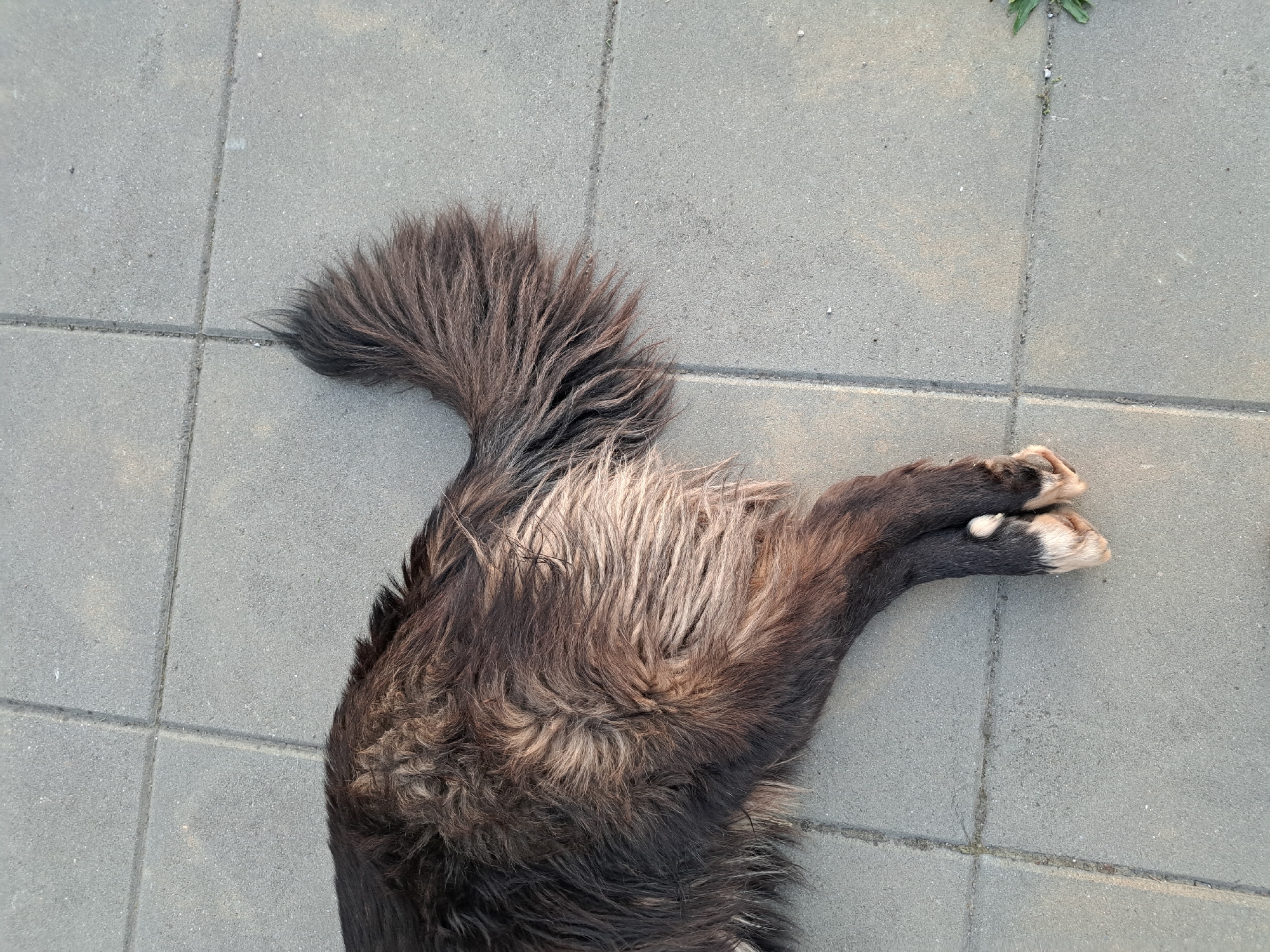 A dog lies on a grey tiled surface. The dog is mostly black and brown with a long tail and white paws. The background tiles appear to be concrete or a similar material. The location is unknown.