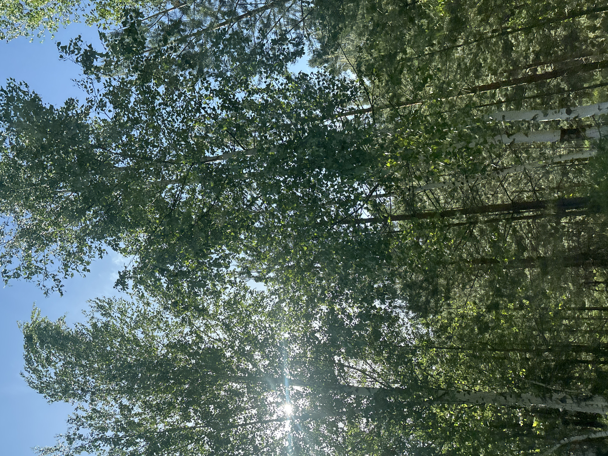 The image shows a view looking up through a canopy of trees, with birch trees visible on the right side. The sky is blue and visible through the leaves. The sun is shining through the trees, creating a bright glare. The location is an area with trees in an unknown city.