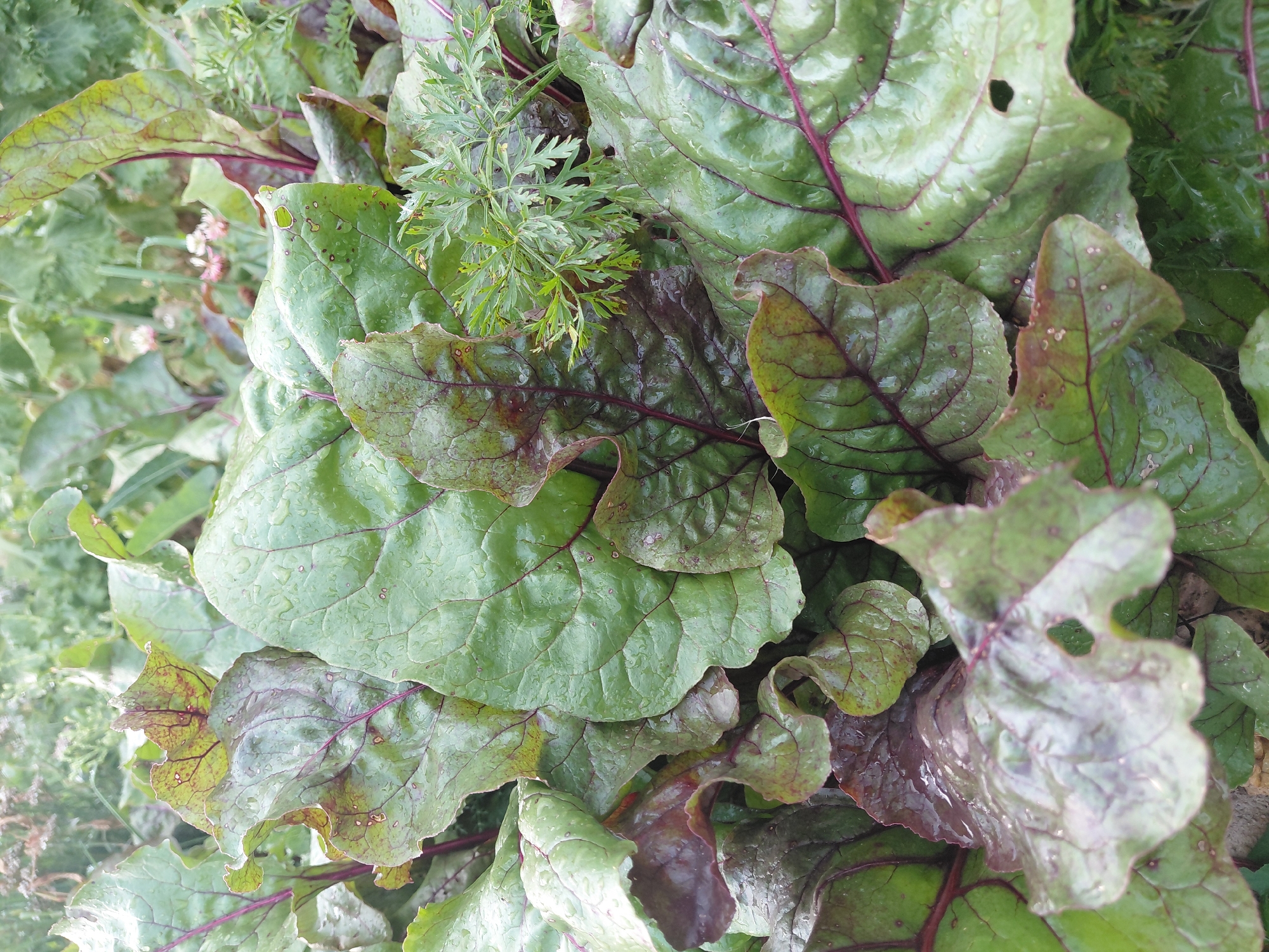 In Malinovka, Russia, a close-up shot captures a lush garden bed filled with vibrant beet greens. The broad, waxy leaves, glistening with dew or recent rain, showcase a striking contrast between their deep green surfaces and prominent, rich purple veins. Some leaves display a reddish-purple hue, adding to the visual depth of the foliage. In the upper right quadrant, a small cluster of delicate, feathery green leaves, likely from a carrot plant, peeks through the beet leaves, suggesting a companion planting arrangement. The background is softly blurred, hinting at a natural, outdoor setting with other greenery and perhaps faint hints of flowers. The lighting is diffused, creating a gentle atmosphere and highlighting the textured surfaces of the leaves. There are no people or animals present in the image.