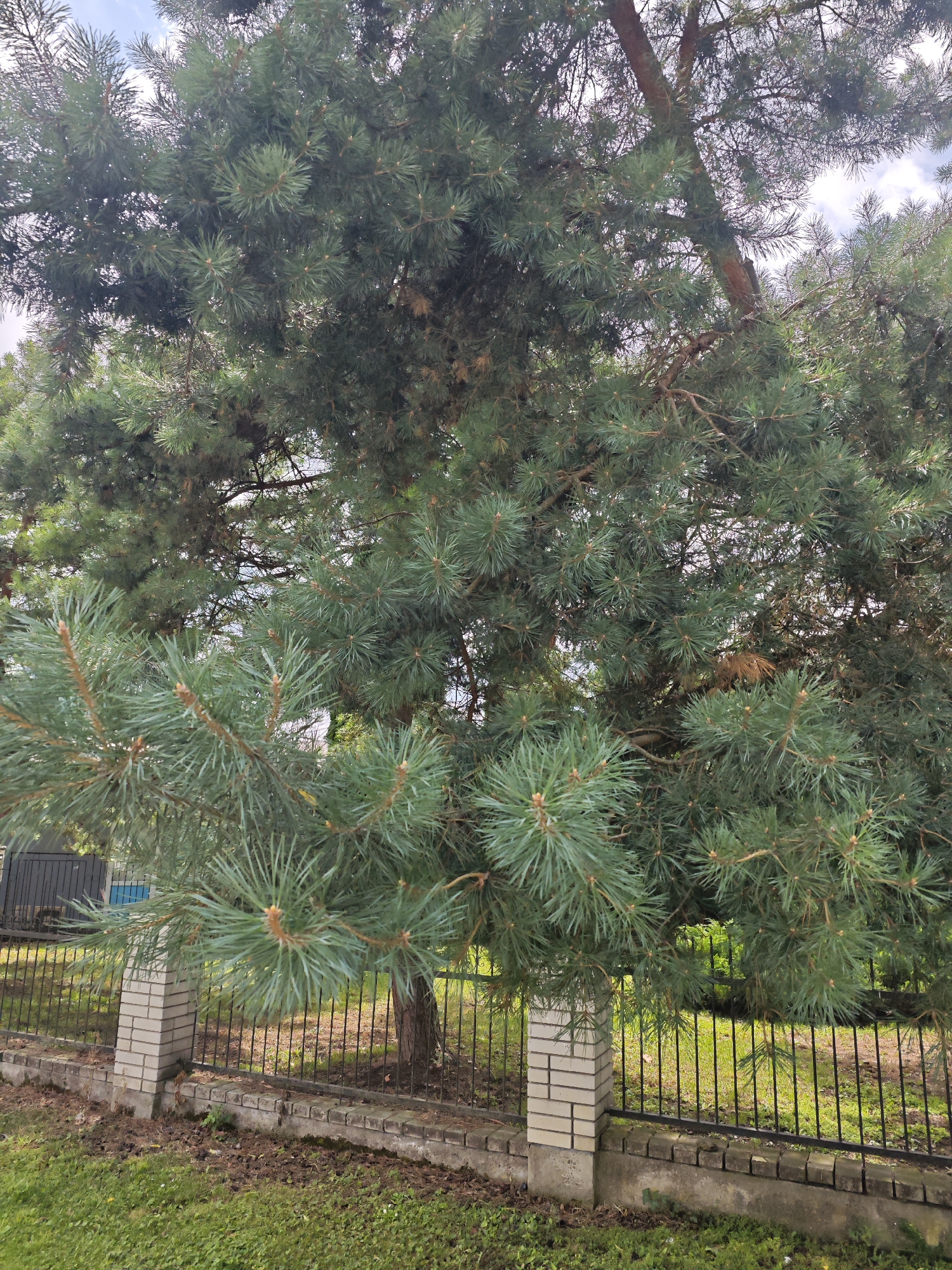 An outdoor, eye-level, vertical medium shot captures a mature pine tree from the trunk to the sky. The pine's needles are a deep green, with some lighter green new growth appearing at the tips. The trunk is visible through the branches, a reddish-brown, and some darker brown dead pine needles are scattered throughout. The foreground shows a black metal fence supported by brick pillars. The fence encloses an area with green grass and some scattered dry leaves. The background is a blurred expanse of green foliage and a bright sky. The image is bright with natural light.