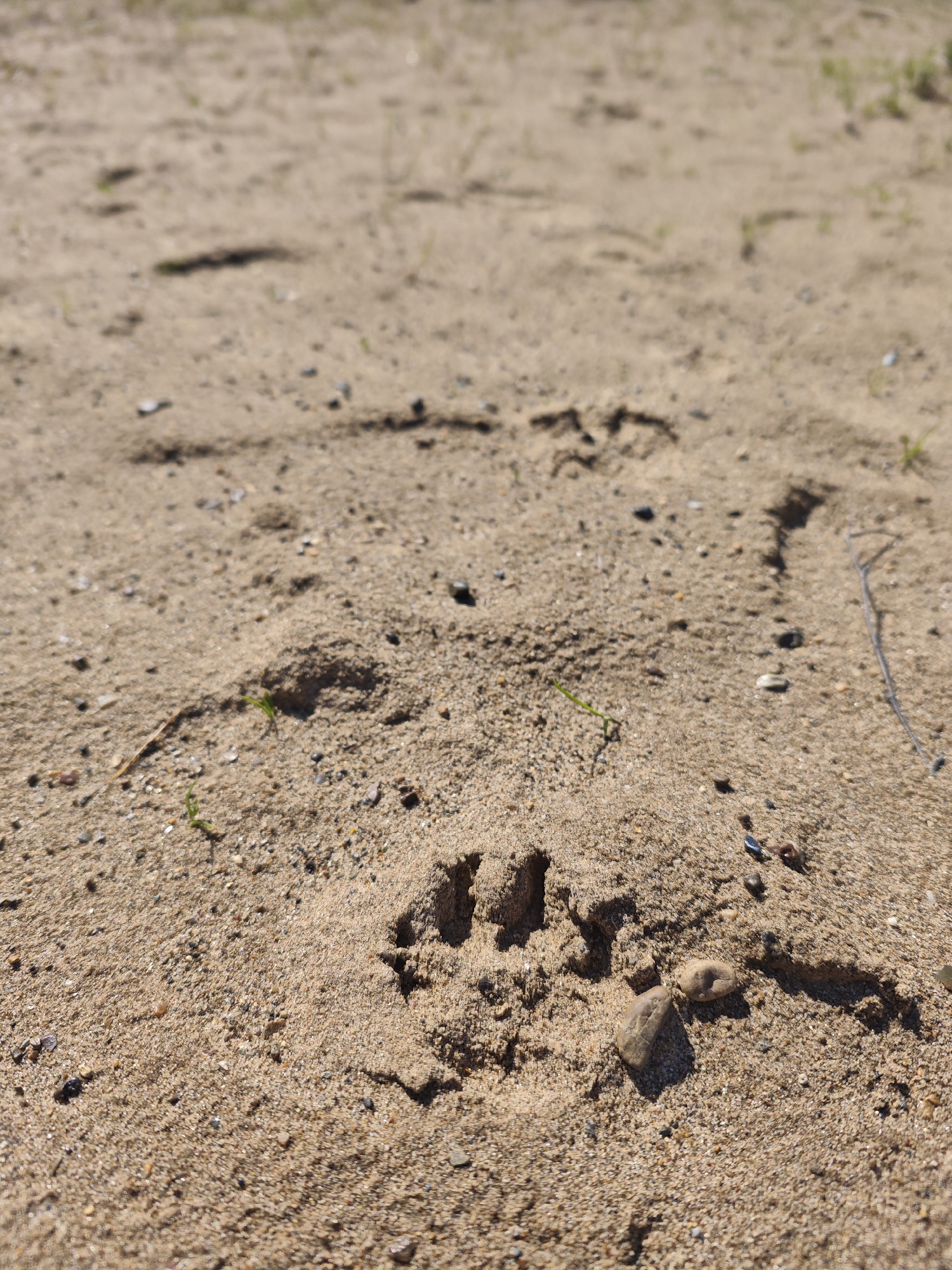 The image displays a close-up, low-angle view of sandy ground, likely a beach or riverbank, under bright daylight in Chaikovsky, Russia. The most prominent subject is a clear animal paw print deeply impressed into the sand in the immediate foreground, indicating the recent passage of an animal. This print exhibits distinct toe marks and a heel pad. Further into the background, fainter and less defined tracks are visible, suggesting a path or sequence of movements.
The sandy surface is dotted with numerous small pebbles and a few sparse, delicate green sprouts of vegetation. A slender, dried twig or stick lies on the sand towards the right side of the frame. The bright, even illumination and the presence of subtle shadows suggest a sunny day. The photograph utilizes a shallow depth of field, keeping the foreground paw print in sharp focus while the background elements softly blur. No people or visible text are present in the image. The scene captures a tranquil moment in a natural, outdoor environment.