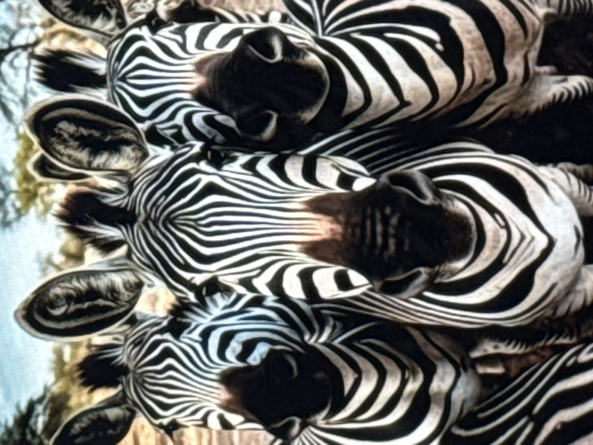 The image shows a close-up of three zebras standing together, their heads and upper bodies filling the frame. The zebras are facing forward, with their distinct black and white stripes prominent. Their ears are erect, and their expressions are neutral. The background is blurred, suggesting an outdoor environment, possibly a savanna or grassland. The lighting is natural, indicating it was taken during the day. There are no human figures or any urban elements visible in the image, and therefore no identifiable connection to Norilsk, Russia.