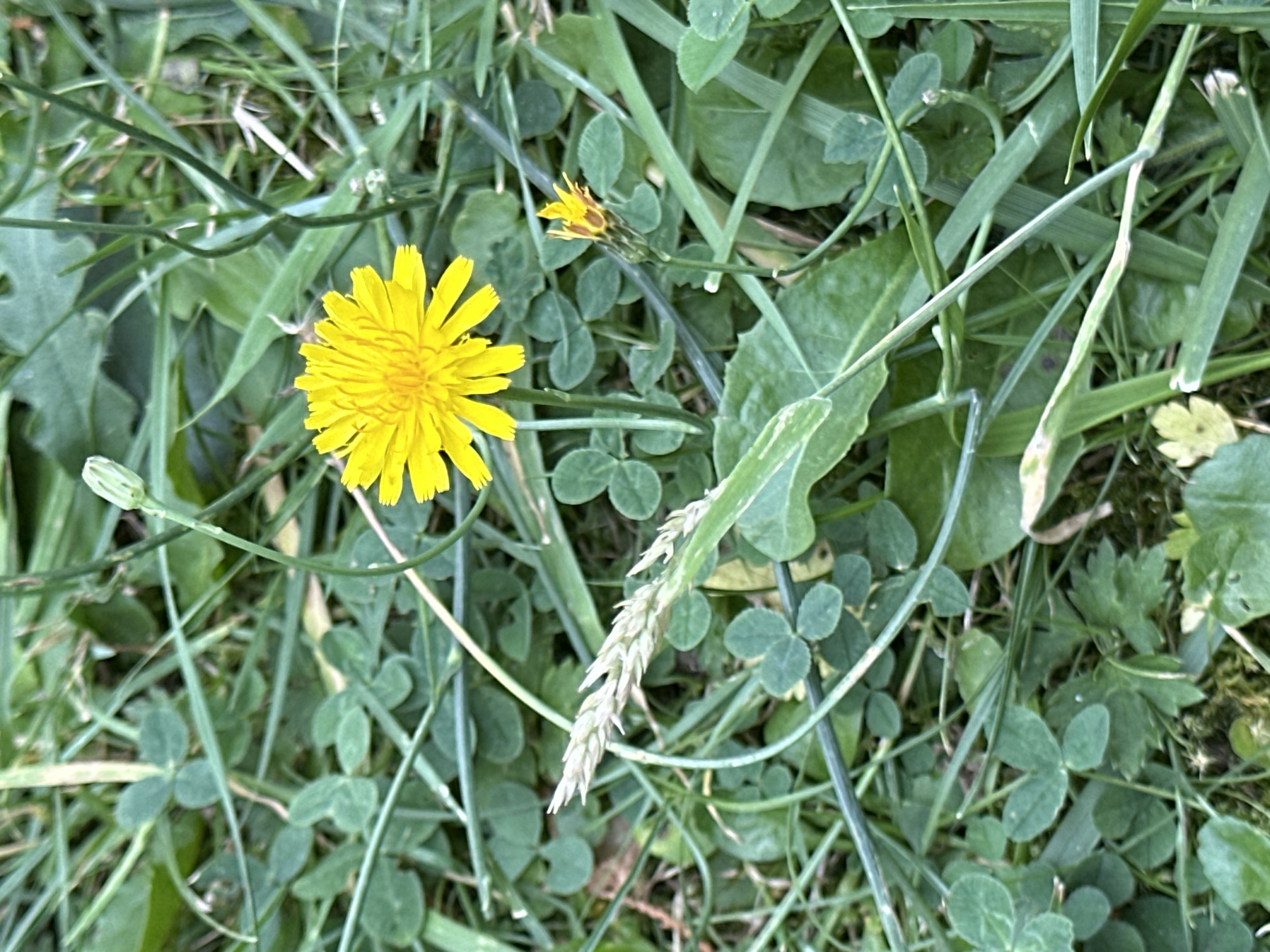 A close-up, eye-level shot showcases a vibrant yellow dandelion flower blooming amidst a lush green expanse of grass and clover in Krefeld, Germany. The dandelion, positioned slightly right of center, is in full bloom with its delicate petals fanned out. To its right, a smaller, budding dandelion flower is visible, its yellow petals just beginning to unfurl. The surrounding environment is dominated by various shades of green foliage, including the distinct three-lobed leaves of clover and the slender blades of grass. A single stalk of dried grass, with its feathery seed head, runs diagonally across the lower left portion of the frame, adding a textural contrast to the softer leaves. The lighting suggests it is daytime, with soft shadows indicating an overcast or dappled sunlight condition. The scene is natural and appears to be located in an outdoor, grassy area. There are no people or discernible human-made structures in the image.