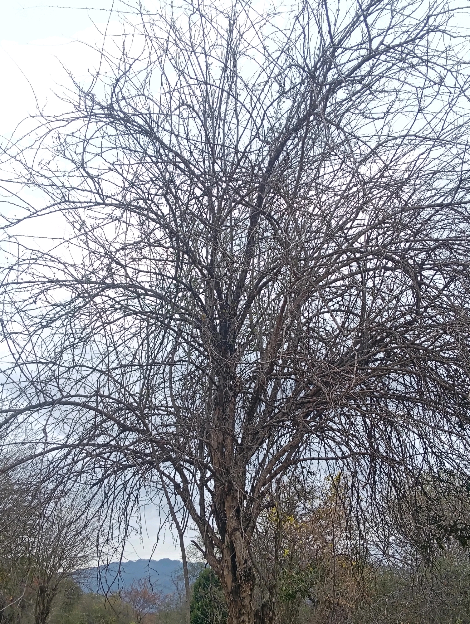 A large, deciduous tree dominates the center of the image, its bare branches forming a dense, intricate network against a pale, overcast sky. The tree trunk is thick and textured, with visible bark patterns. Surrounding the main tree are other trees and foliage, some also bare, others with sparse leaves or hints of autumn colors. In the background, a distant, hazy mountain range is visible, suggesting a rural or semi-rural setting. The overall impression is one of late autumn or winter, with the natural landscape appearing muted and somber. The location is identified as Mutitu/Kaliku Ward, Kenya, a region known for its diverse natural landscapes.
