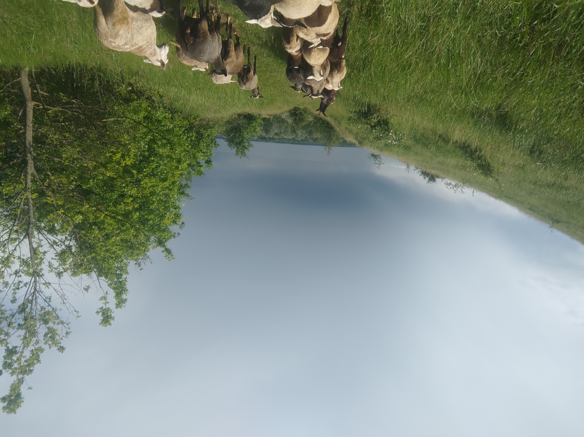 The image shows a landscape with a flock of sheep grazing on a grassy hill. The sky is overcast, and in the distance, there is a body of water. A tree with green leaves is in the lower left corner.
Location: Unknown, Unknown.