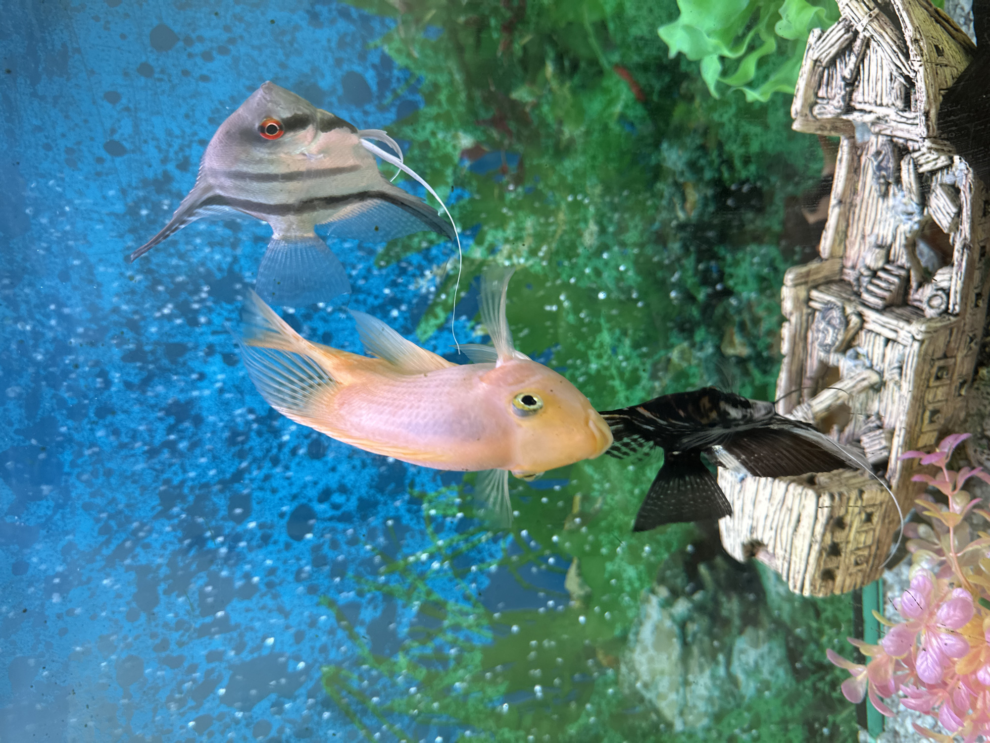 Three fish are swimming in an aquarium. In the foreground, a shipwreck decoration lies on the bottom of the tank. A pink fish is in the center of the frame, with an angelfish on the right and a black fish on the left. The background is a blue and green seascape with bubbles. The image was taken in Novoaltaysk, Russia.