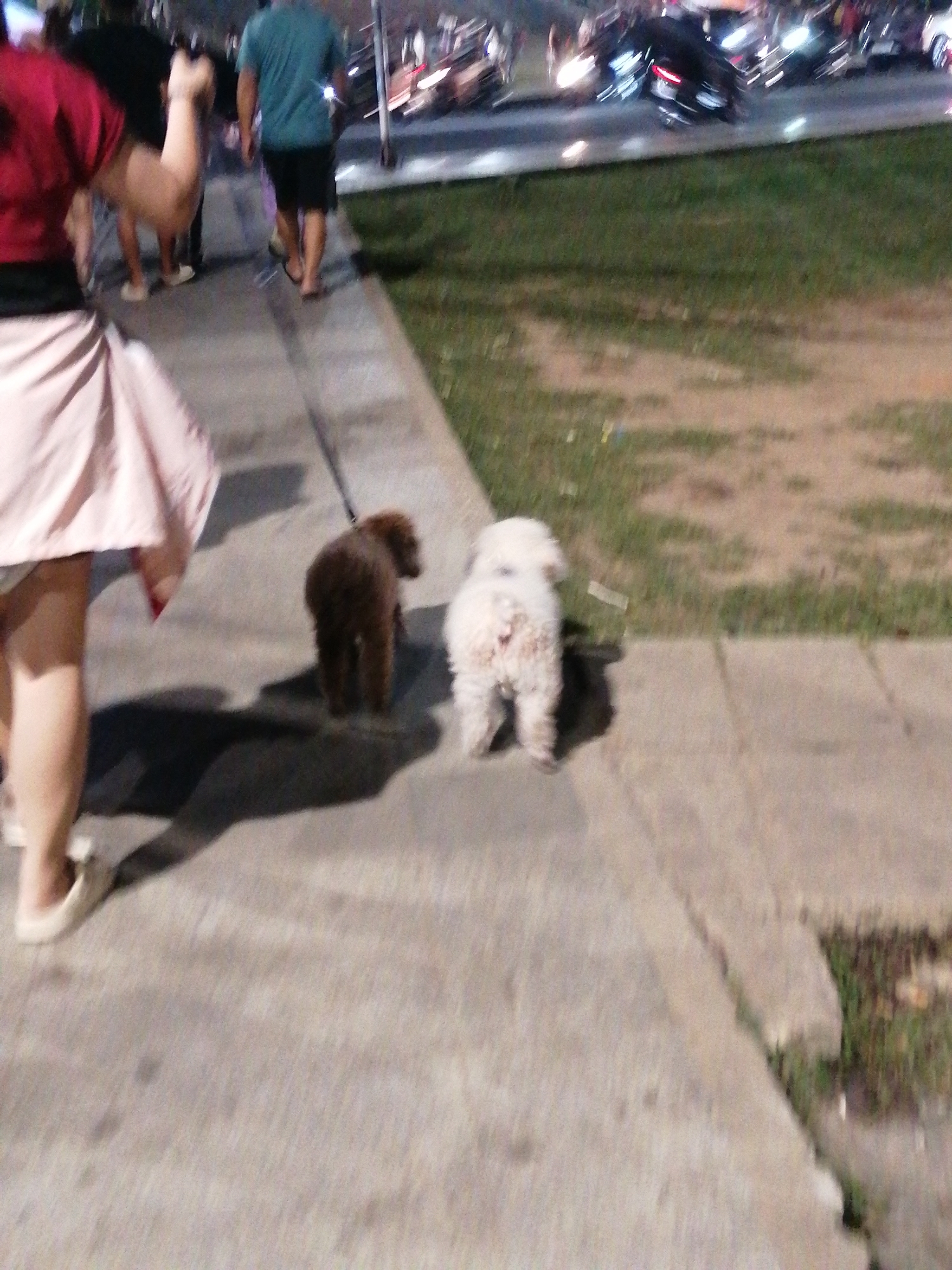 The image depicts a scene on a paved walkway in Da Lat, Vietnam, at night. A person, partially visible from the waist down, walks their two dogs. The person is wearing a pink skirt and white shoes. One dog is brown and fluffy, and the other is white and also fluffy. They are on leashes and walking on the walkway. In the background, several vehicles, possibly motorcycles, are parked. The area appears to be an outdoor space with grass to the right of the walkway. The lighting suggests it's an urban or semi-urban environment at night.