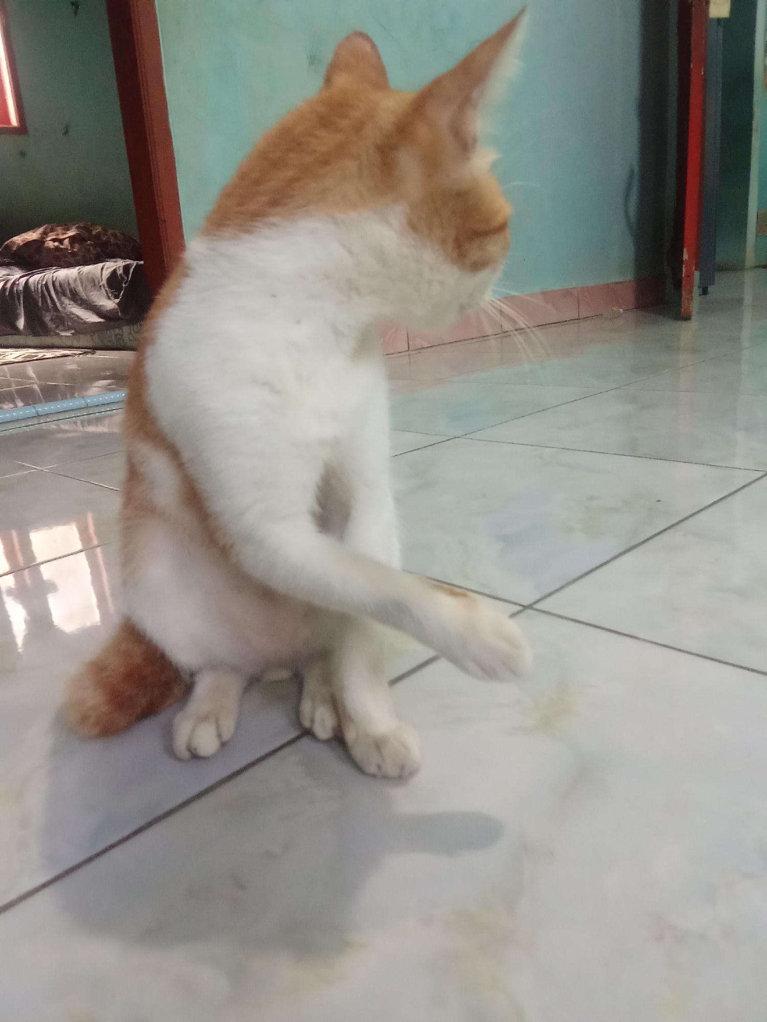 The image depicts an orange and white cat sitting on a tiled floor. The cat is positioned in the center of the frame, facing to the right, with its front right paw extended forward. The background includes a light blue wall, a dark brown wooden structure, and what appears to be a bed with dark bedding and a patterned blanket on the left side of the frame. The floor is tiled with light-colored tiles and dark grout lines. The lighting suggests it is daytime, with some reflections on the floor from an unseen light source. There are no people visible in the image. The scene appears to be indoors, in what could be a domestic setting within the city of Cempaka, Indonesia, based on the provided context.